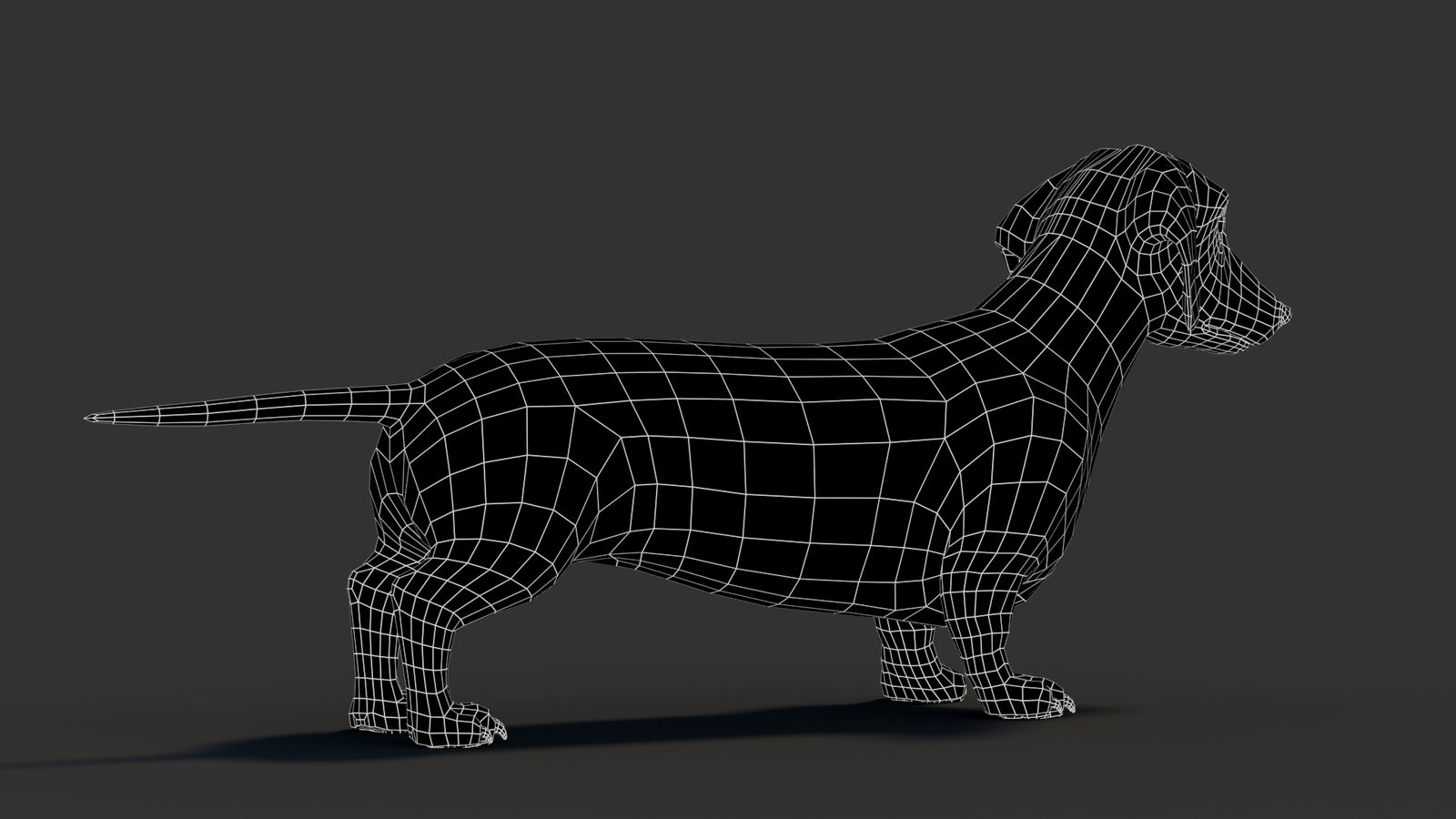Dachshund 3D Model 360° view 3 frame 15