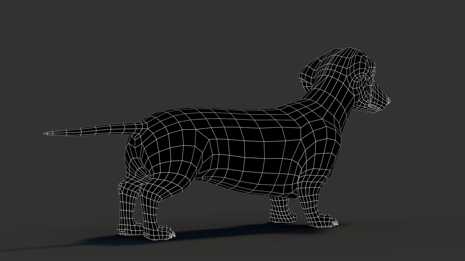 Dachshund 3D Model 360° view 3 frame 16