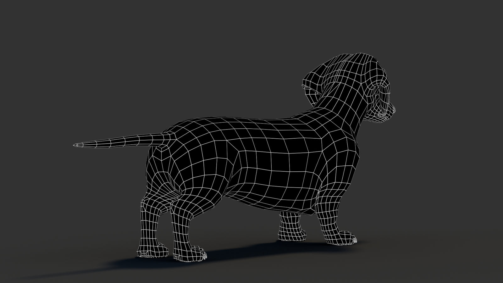 Dachshund 3D Model 360° view 3 frame 17