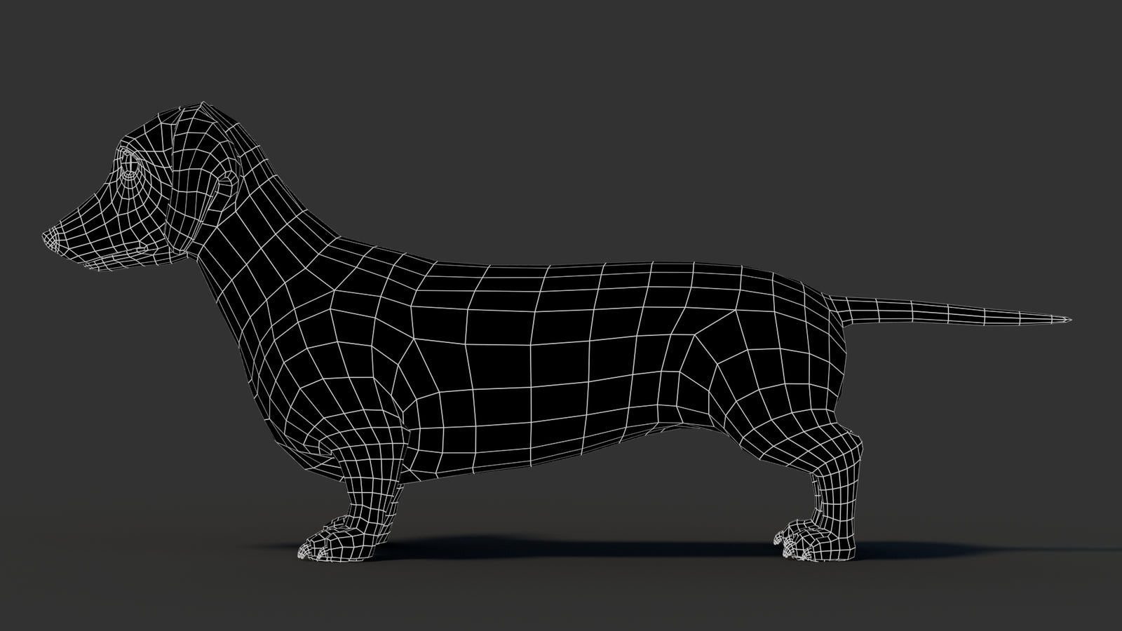 Dachshund 3D Model 360° view 3 frame 30