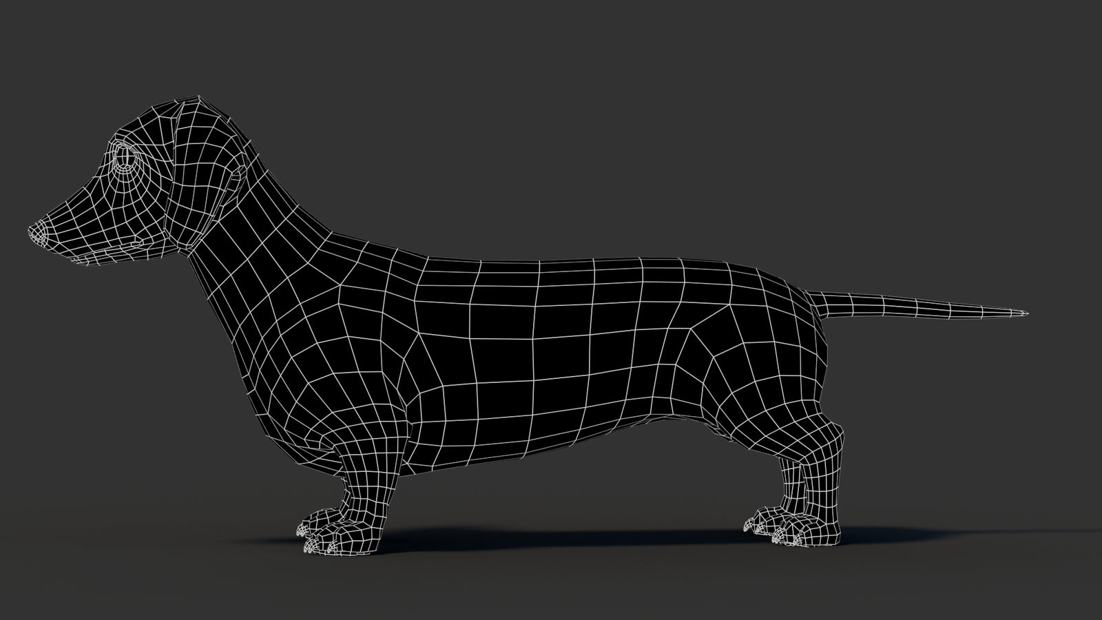 Dachshund 3D Model 360° view 3 frame 31
