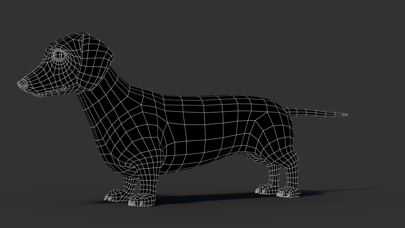 Dachshund 3D Model 360° view 3 frame 33