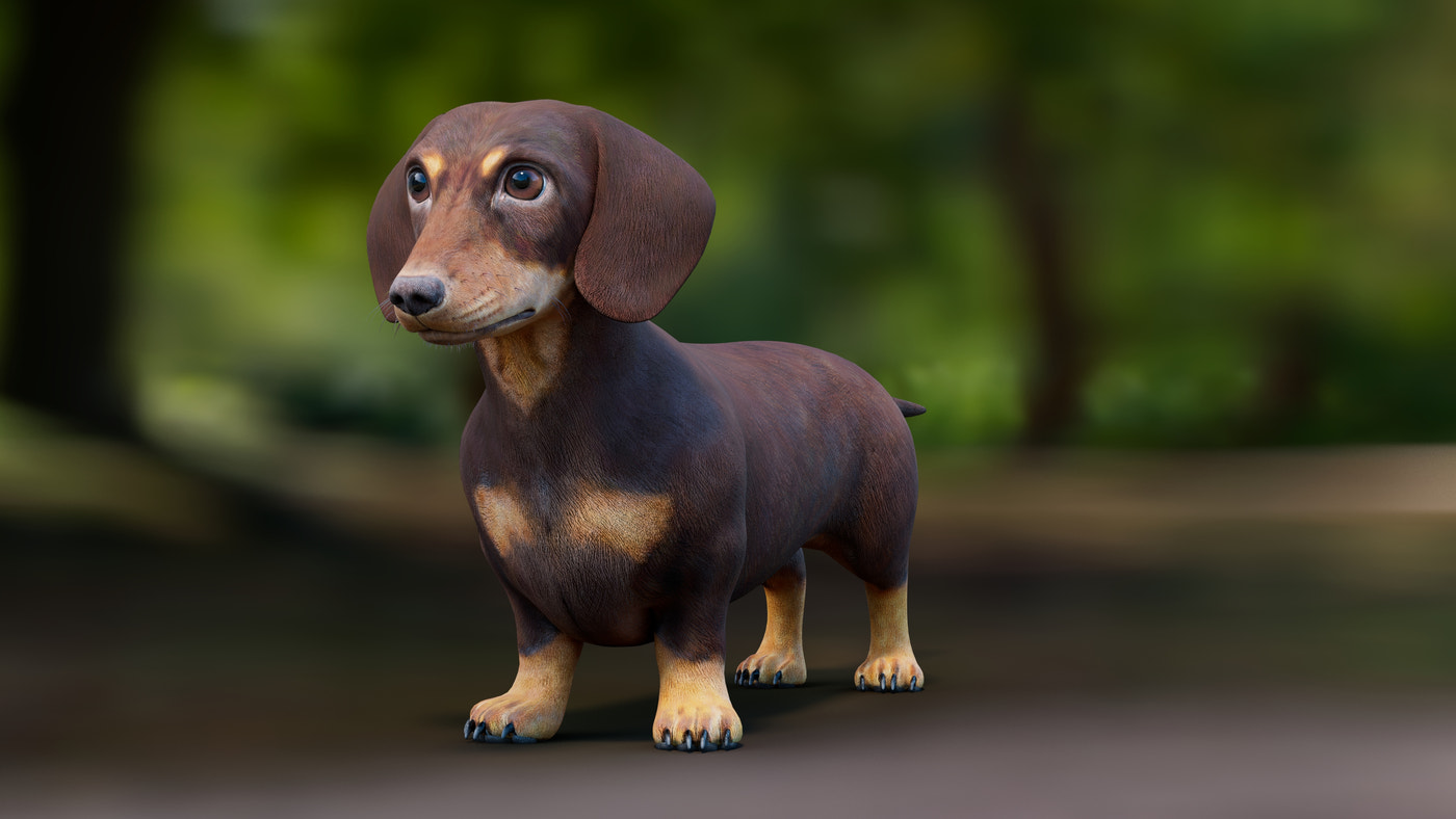 Dachshund Dog 3D Model - 360 Degree View