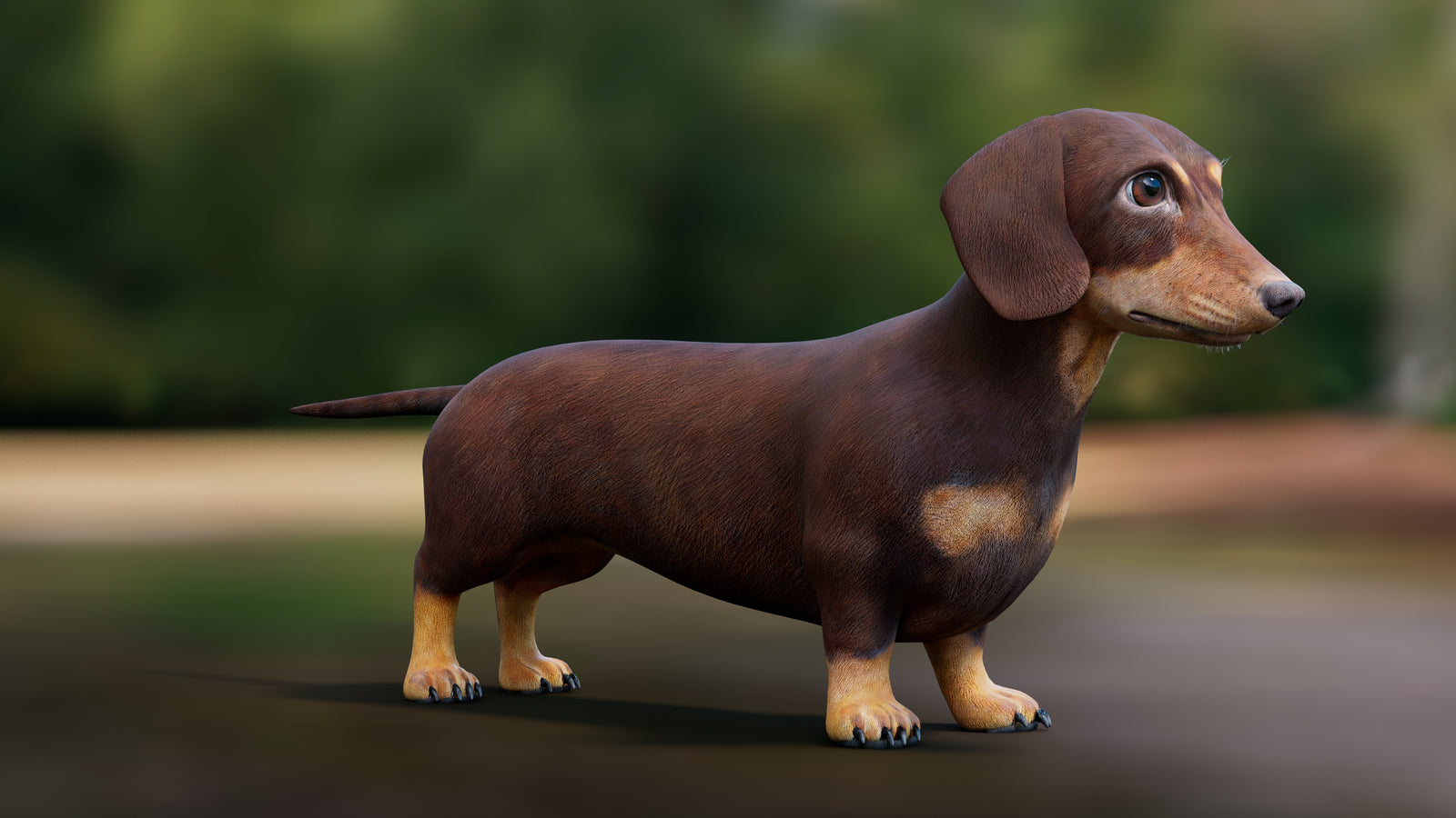 Dachshund Dog 3D Model 360° view 1 frame 8