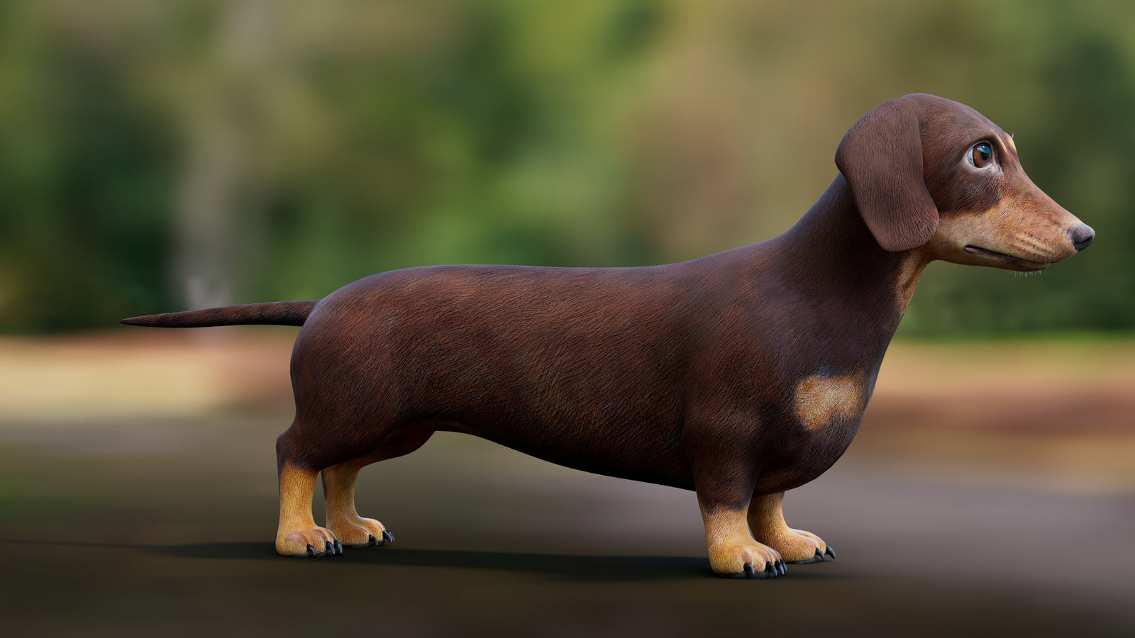 Dachshund Dog 3D Model 360° view 1 frame 10