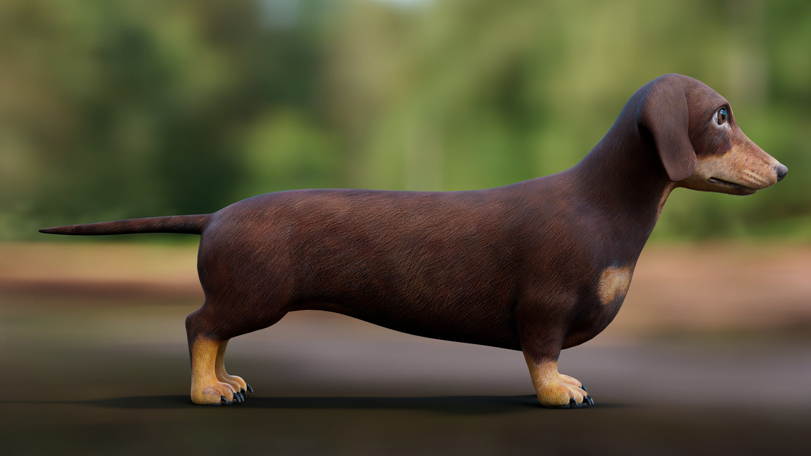 Dachshund Dog 3D Model 360° view 1 frame 12
