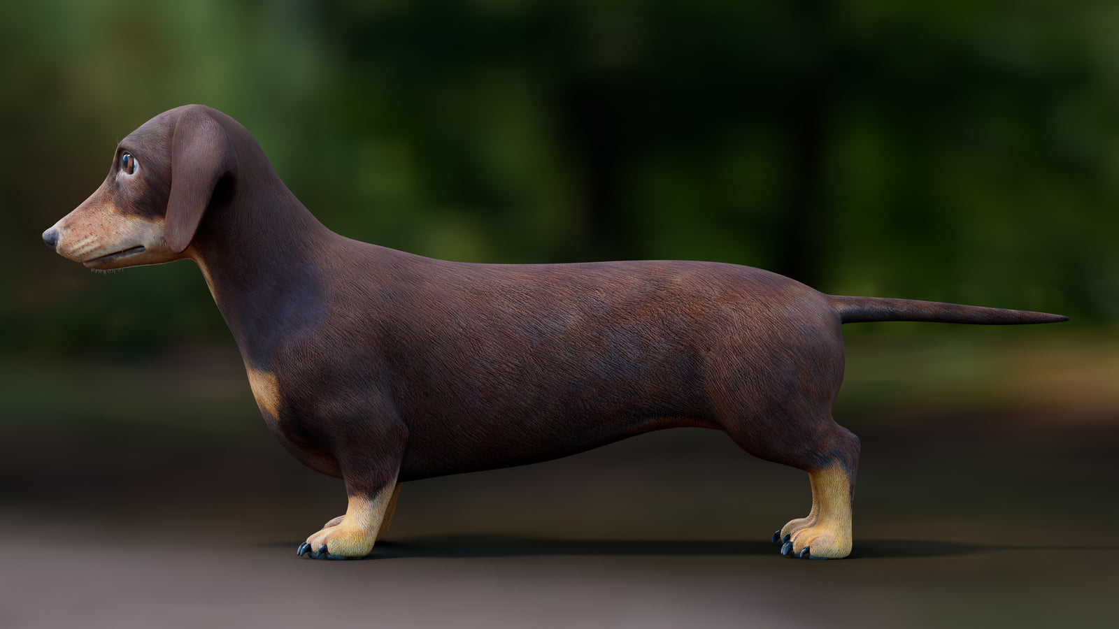 Dachshund Dog 3D Model 360° view 1 frame 30