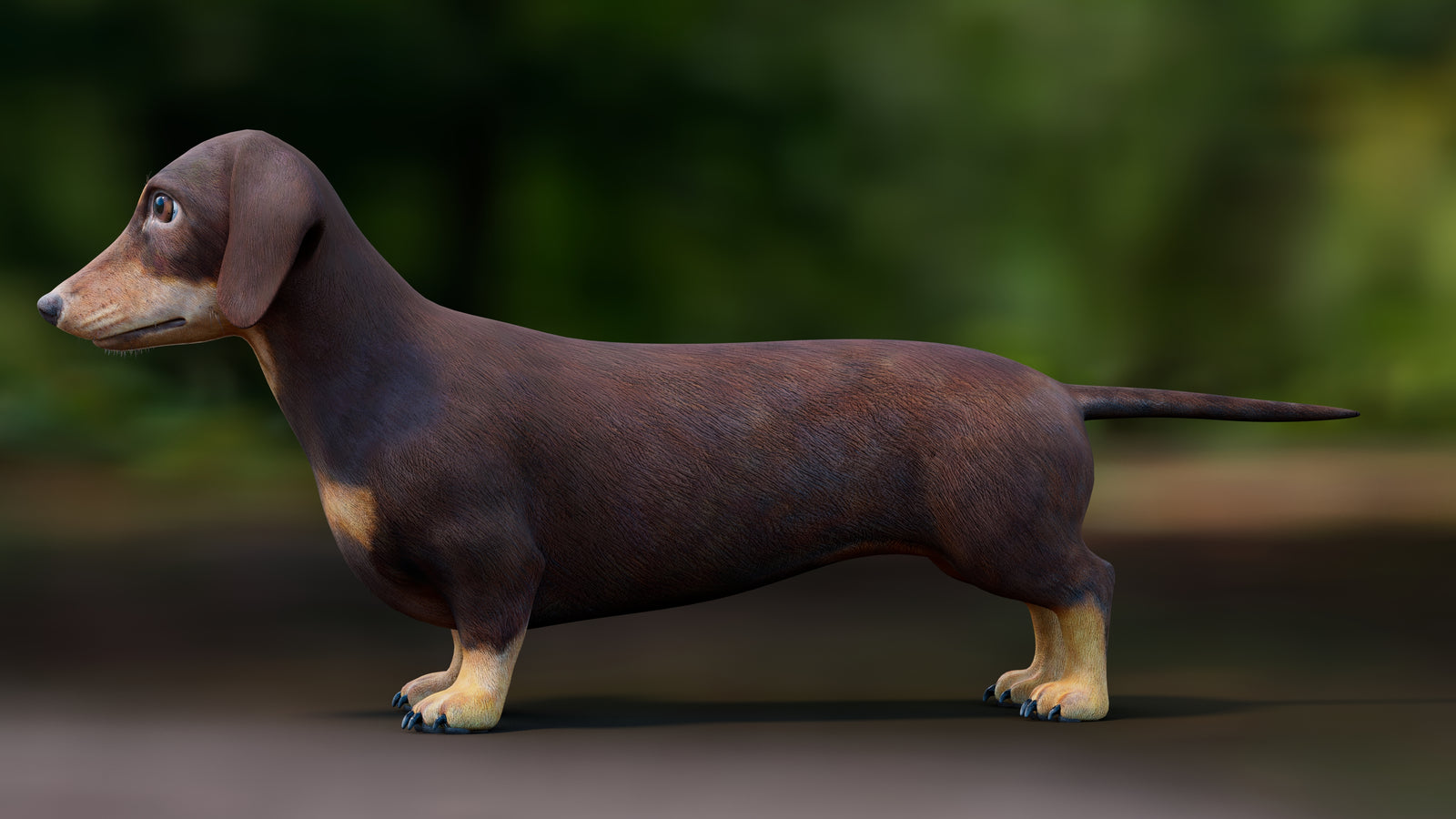 Dachshund Dog 3D Model 360° view 1 frame 31