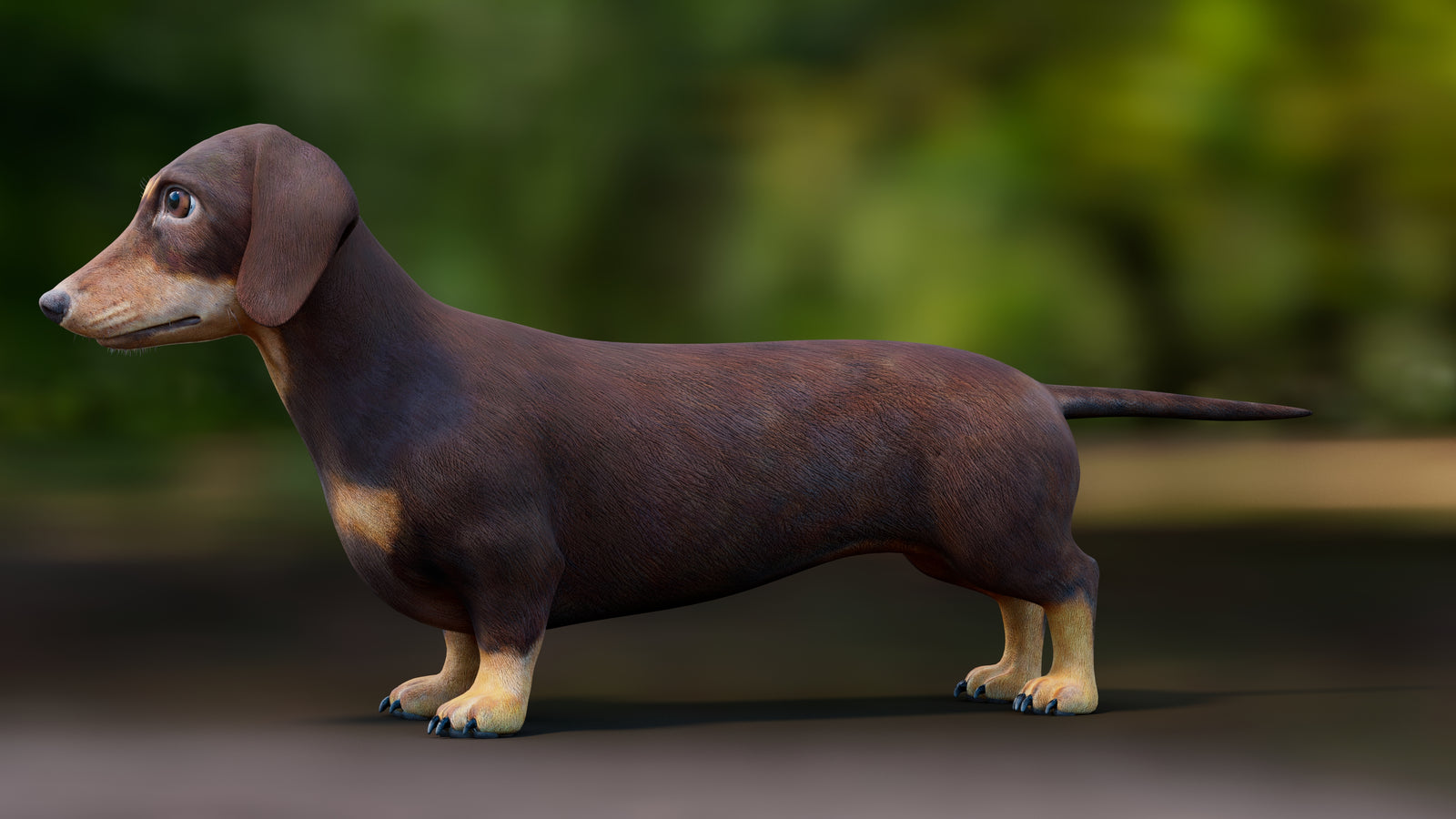 Dachshund Dog 3D Model 360° view 1 frame 32