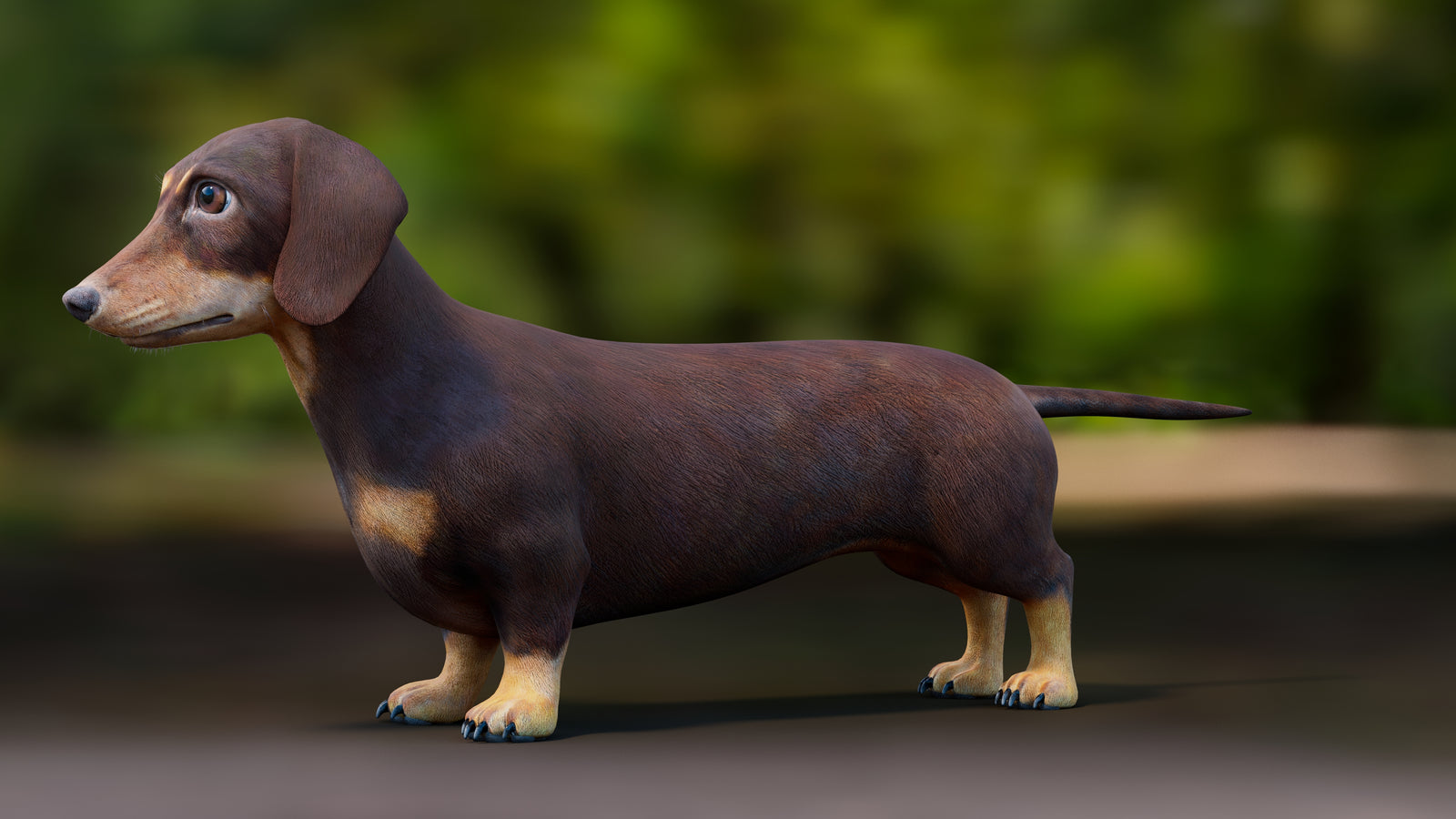 Dachshund Dog 3D Model 360° view 1 frame 33