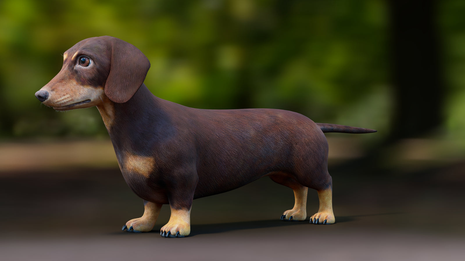 Dachshund Dog 3D Model 360° view 1 frame 34