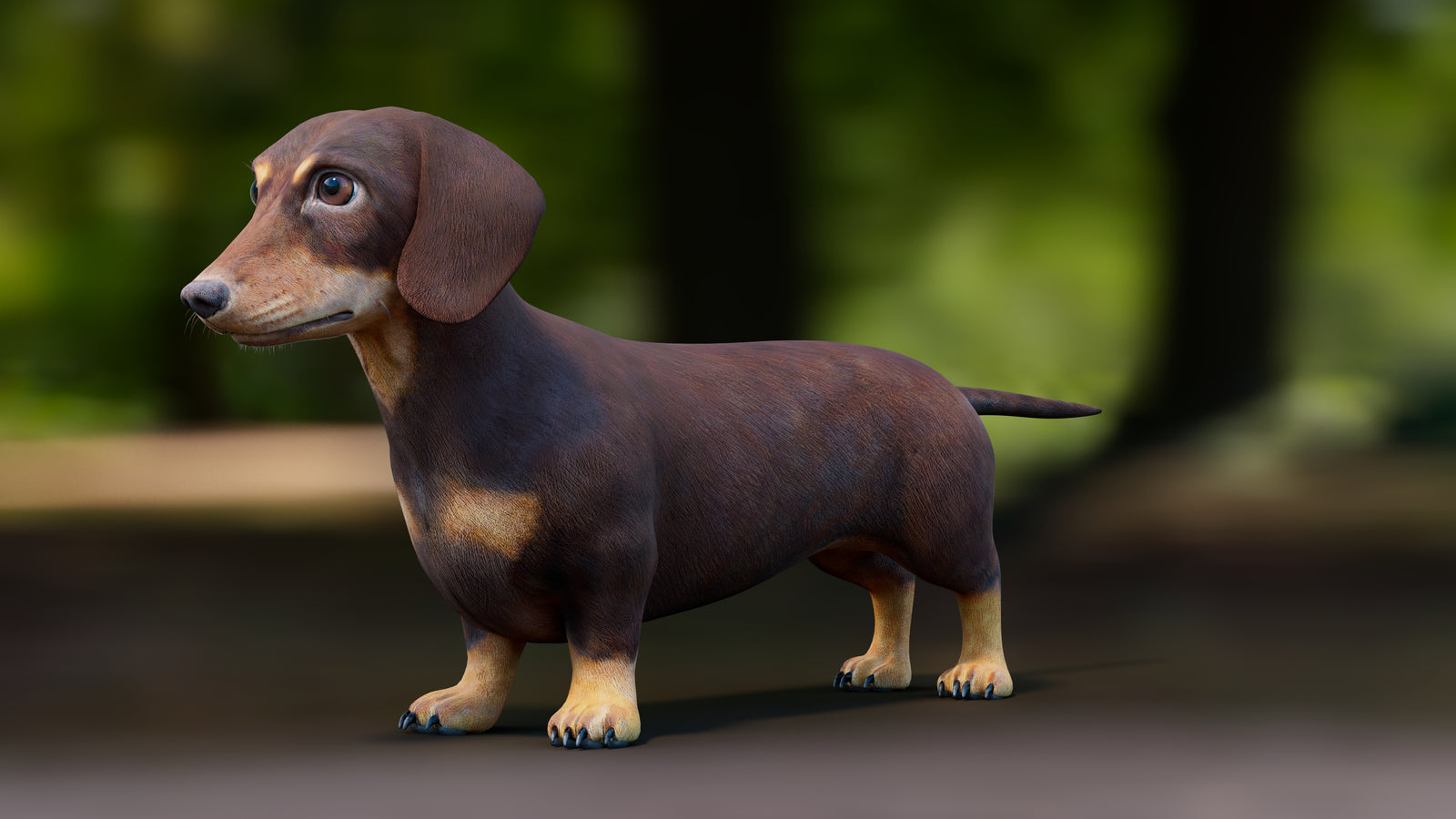 Dachshund Dog 3D Model 360° view 1 frame 35