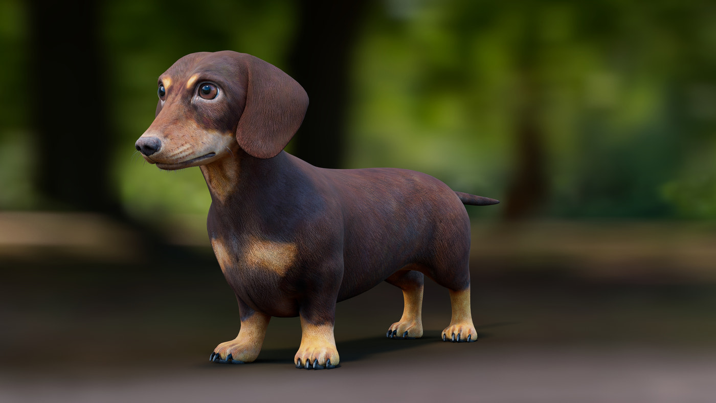 Dachshund Dog 3D Model - 360 Degree View