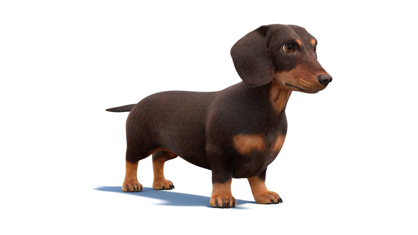 Animated Dachshund Dog 3D Model Fur - 360 Degree View