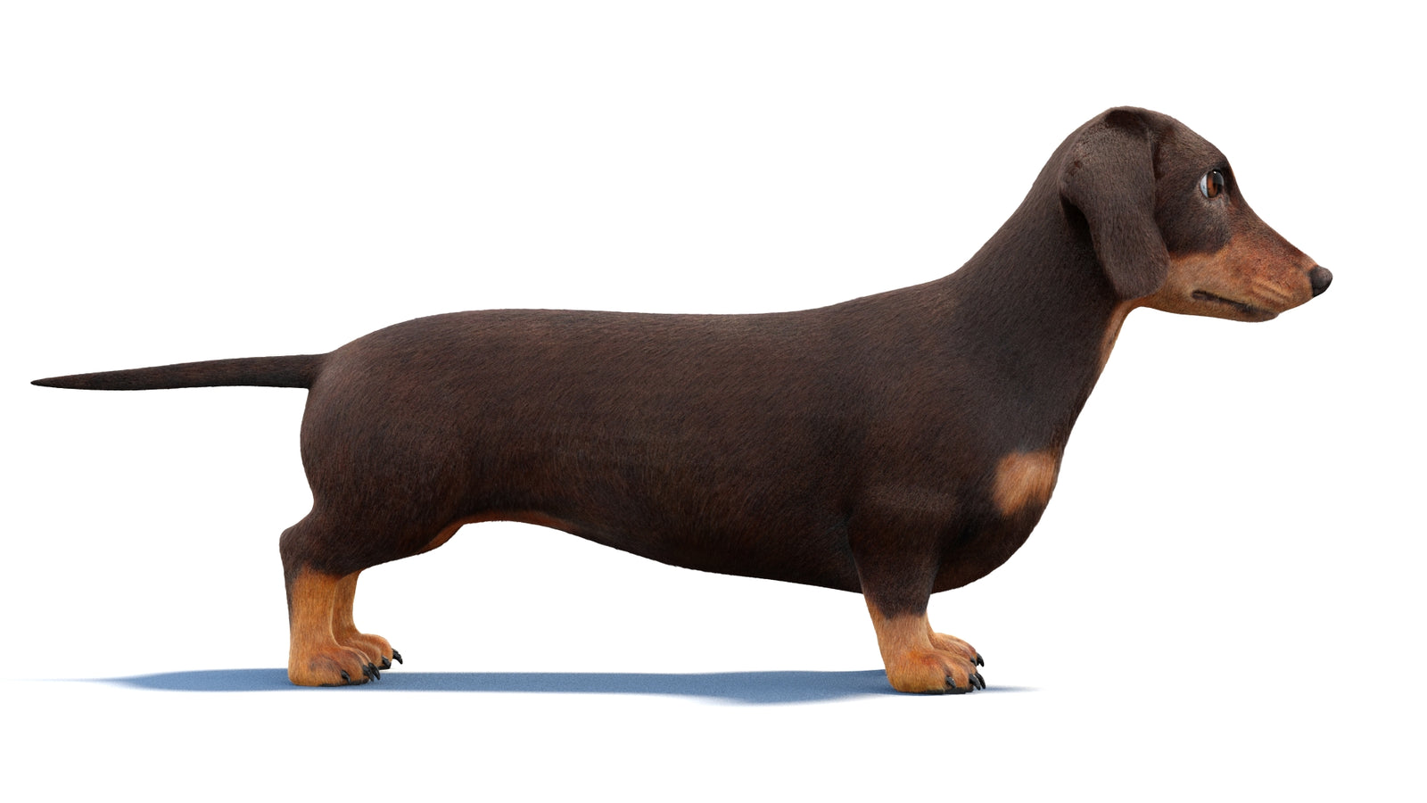 Animated Dachshund Dog 3D Model Fur 360° view 1 frame 6
