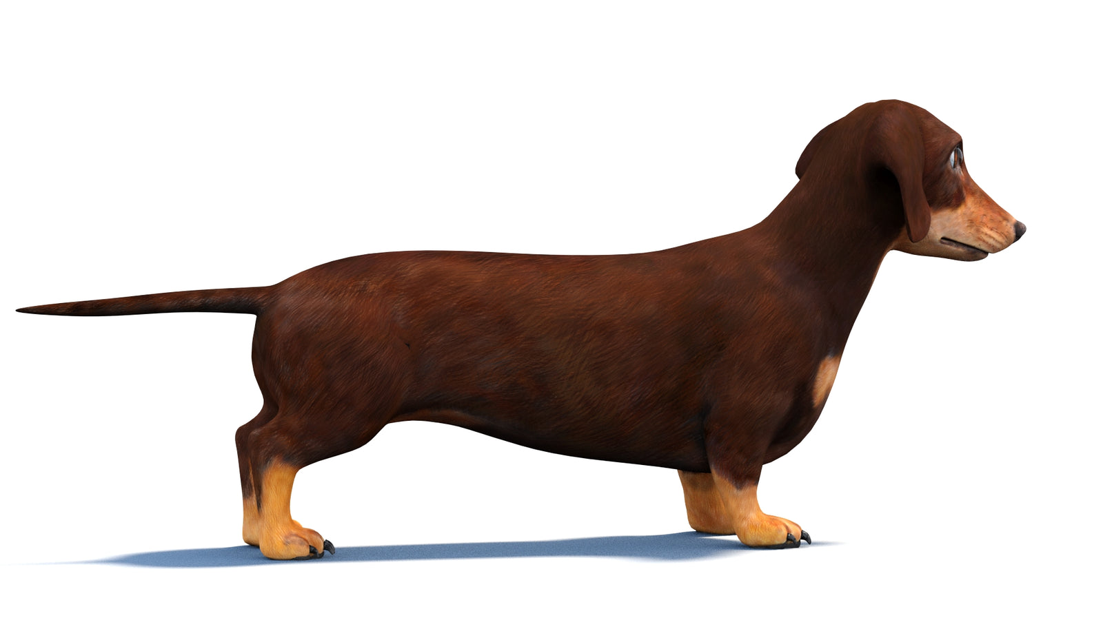 Dachshund Dog 3D Model 360° view 1 frame 8