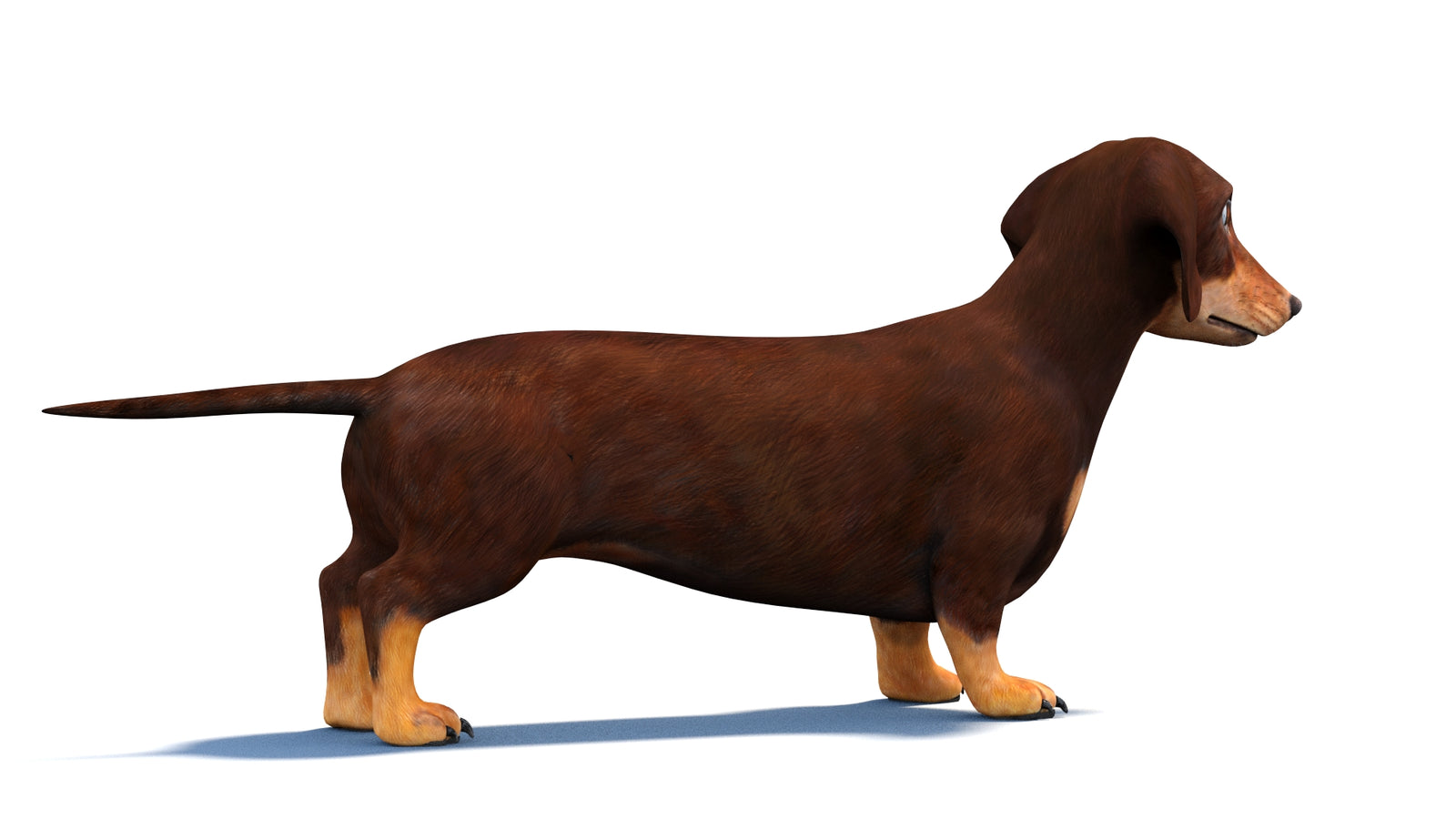 Dachshund Dog 3D Model 360° view 1 frame 9