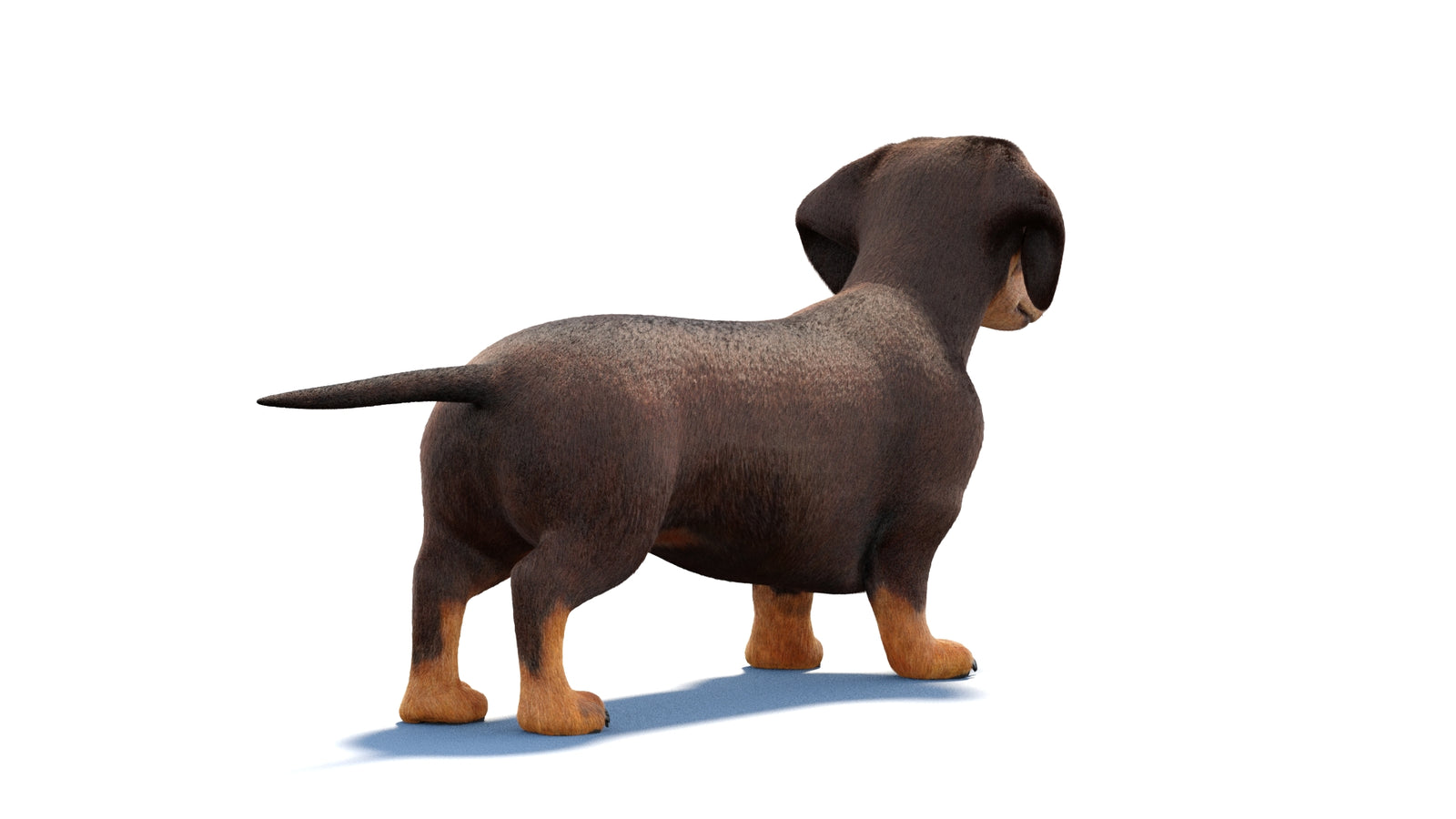 Animated Dachshund Dog 3D Model Fur 360° view 1 frame 11
