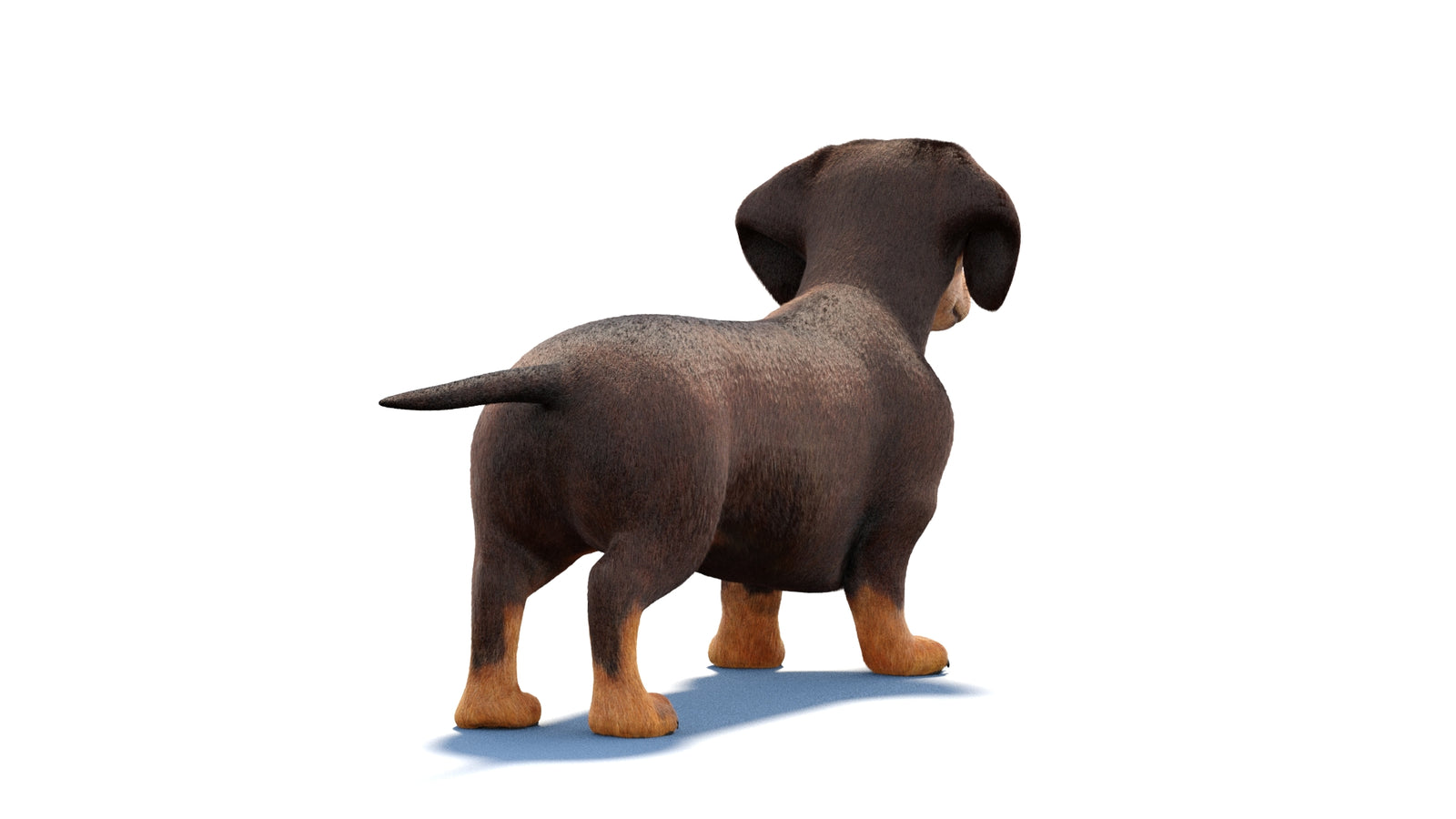 Animated Dachshund Dog 3D Model Fur 360° view 1 frame 12