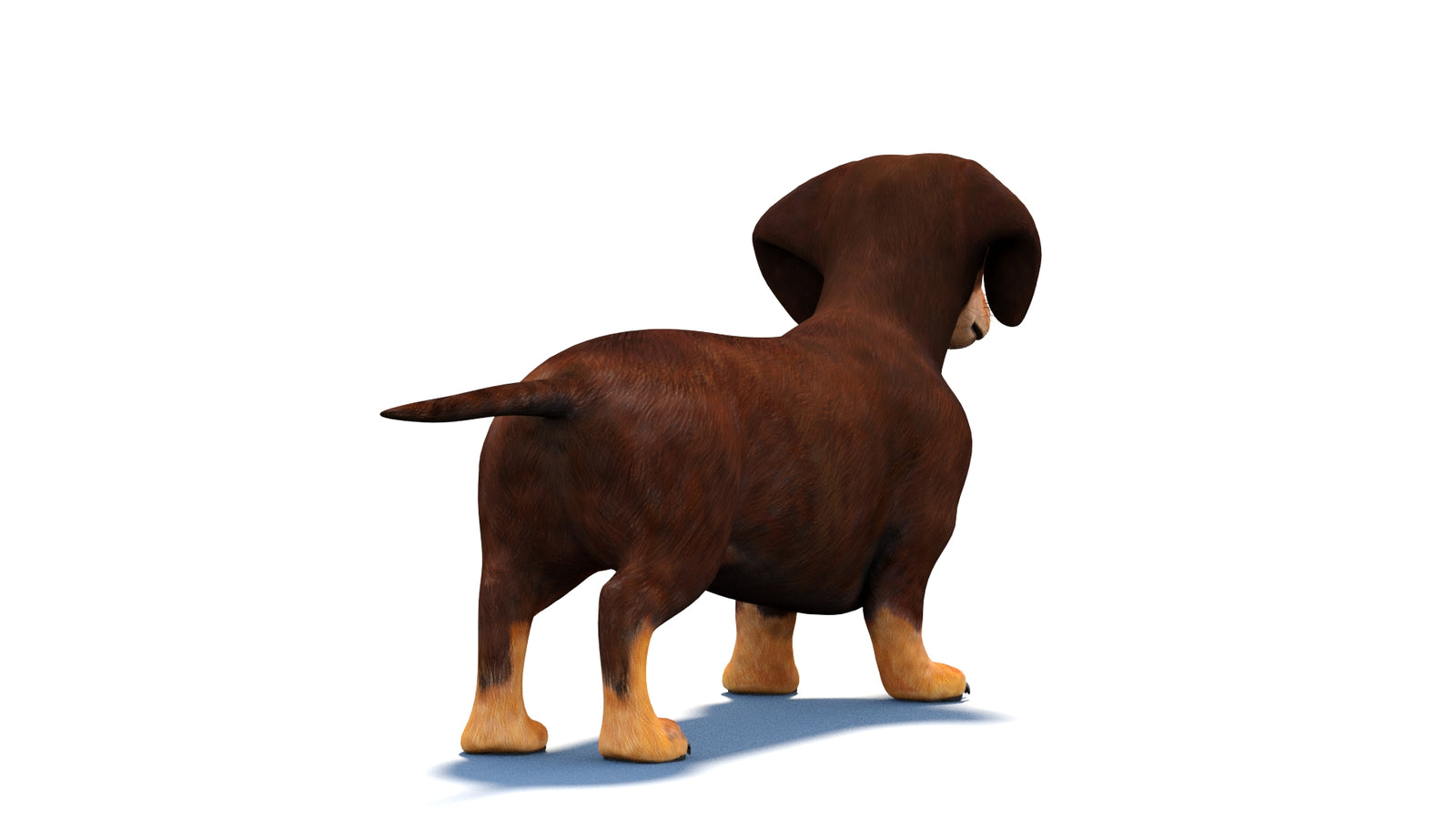 Dachshund Dog 3D Model 360° view 1 frame 13