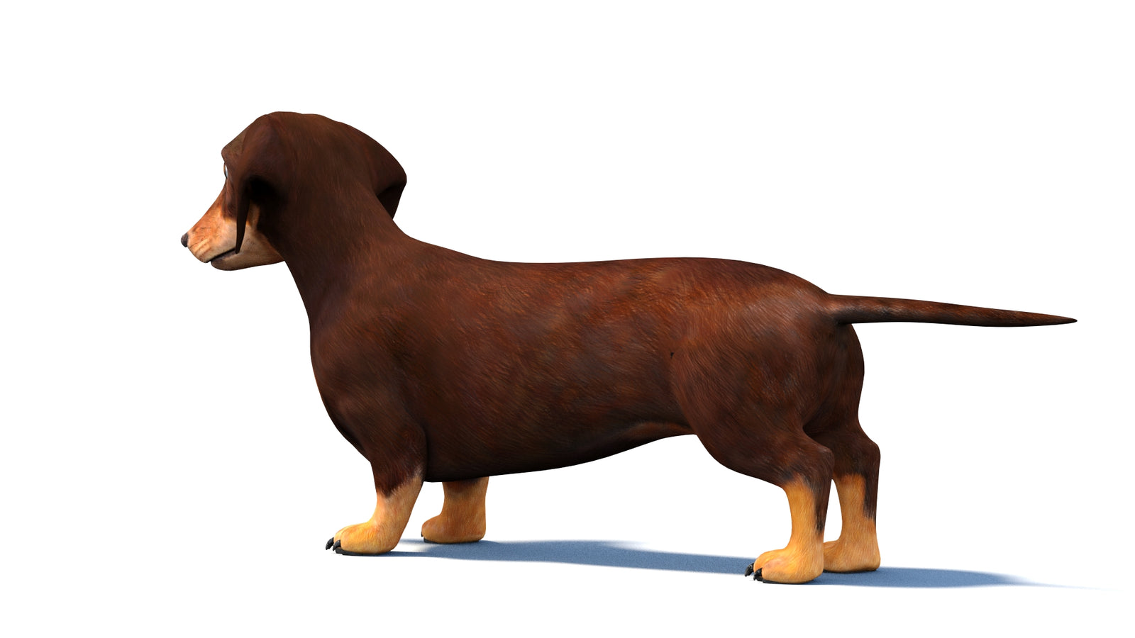 Dachshund Dog 3D Model 360° view 1 frame 21