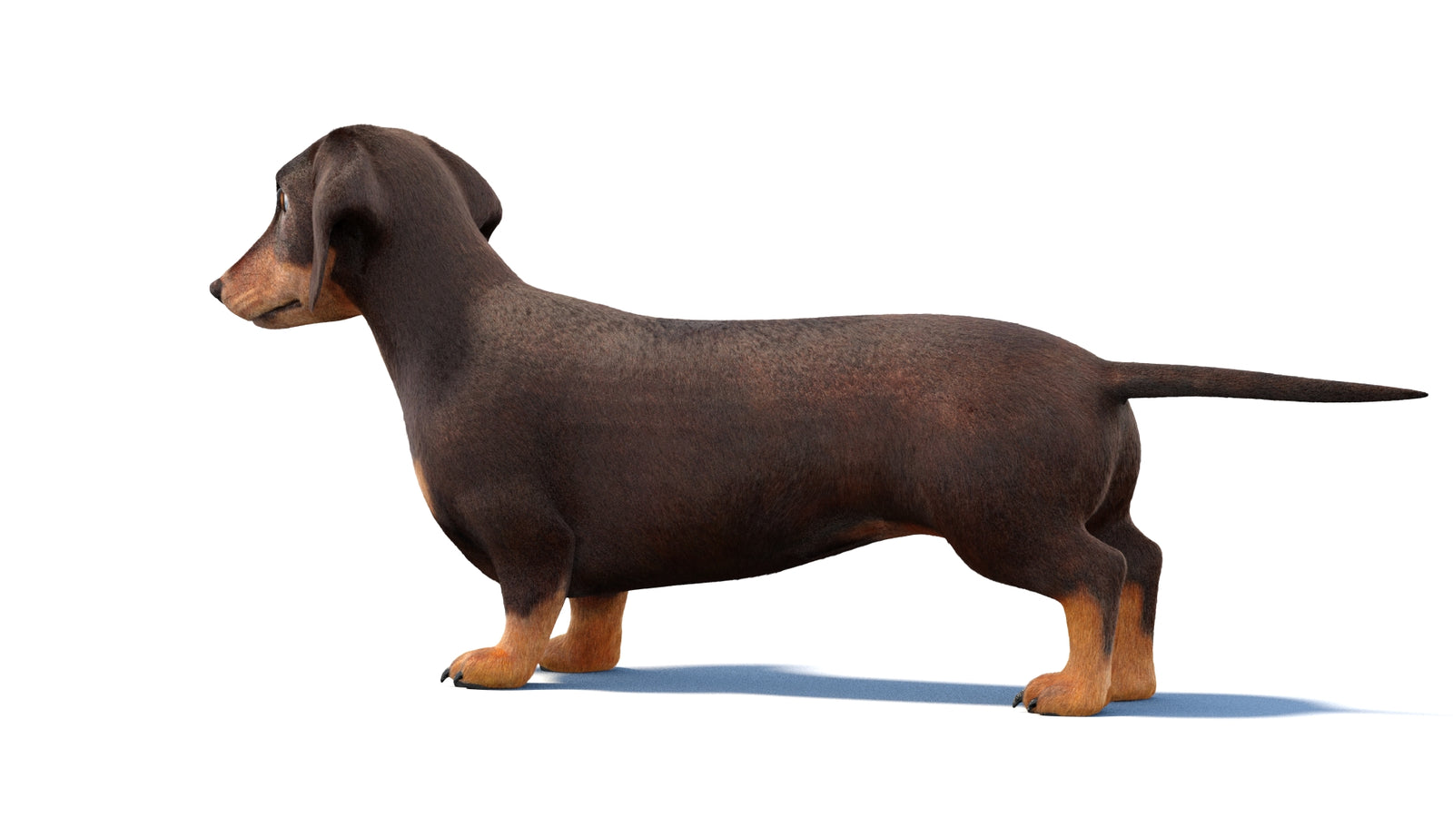 Animated Dachshund Dog 3D Model Fur 360° view 1 frame 21