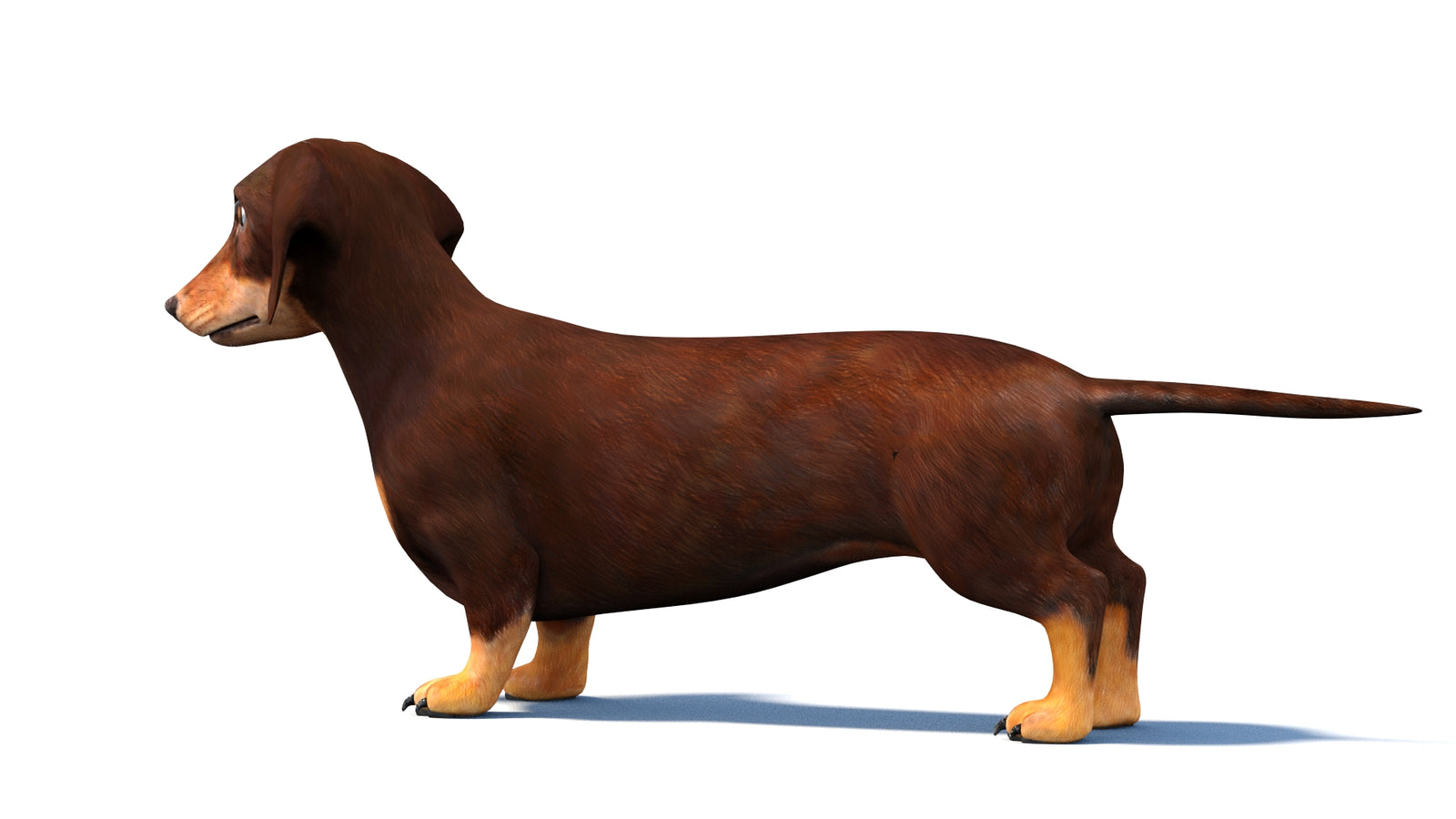 Dachshund Dog 3D Model 360° view 1 frame 22