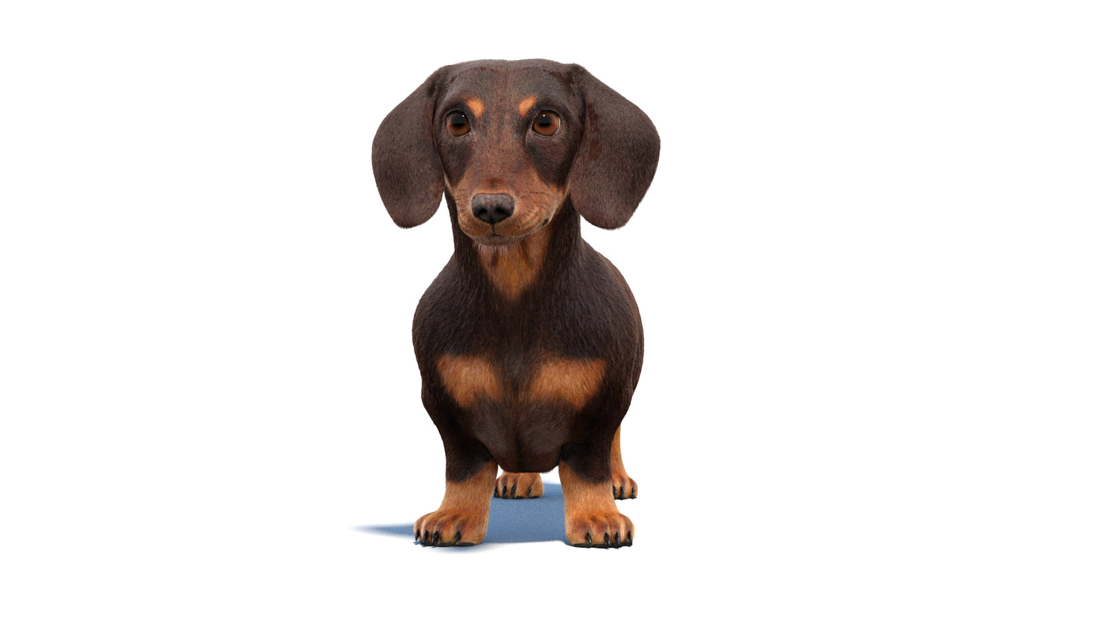 Animated Dachshund Dog 3D Model Fur 360° view 1 frame 31
