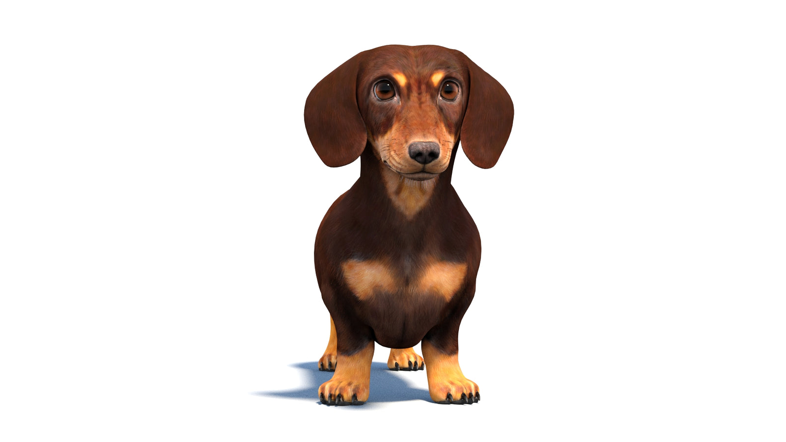 Dachshund Dog 3D Model 360° view 1 frame 34