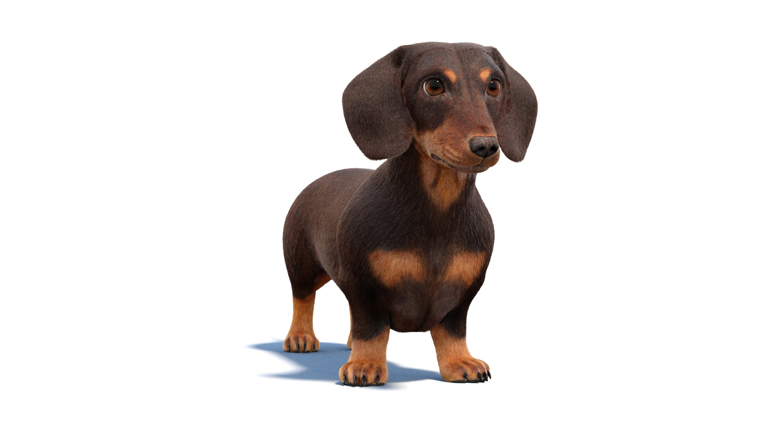 Animated Dachshund Dog 3D Model Fur 360° view 1 frame 33