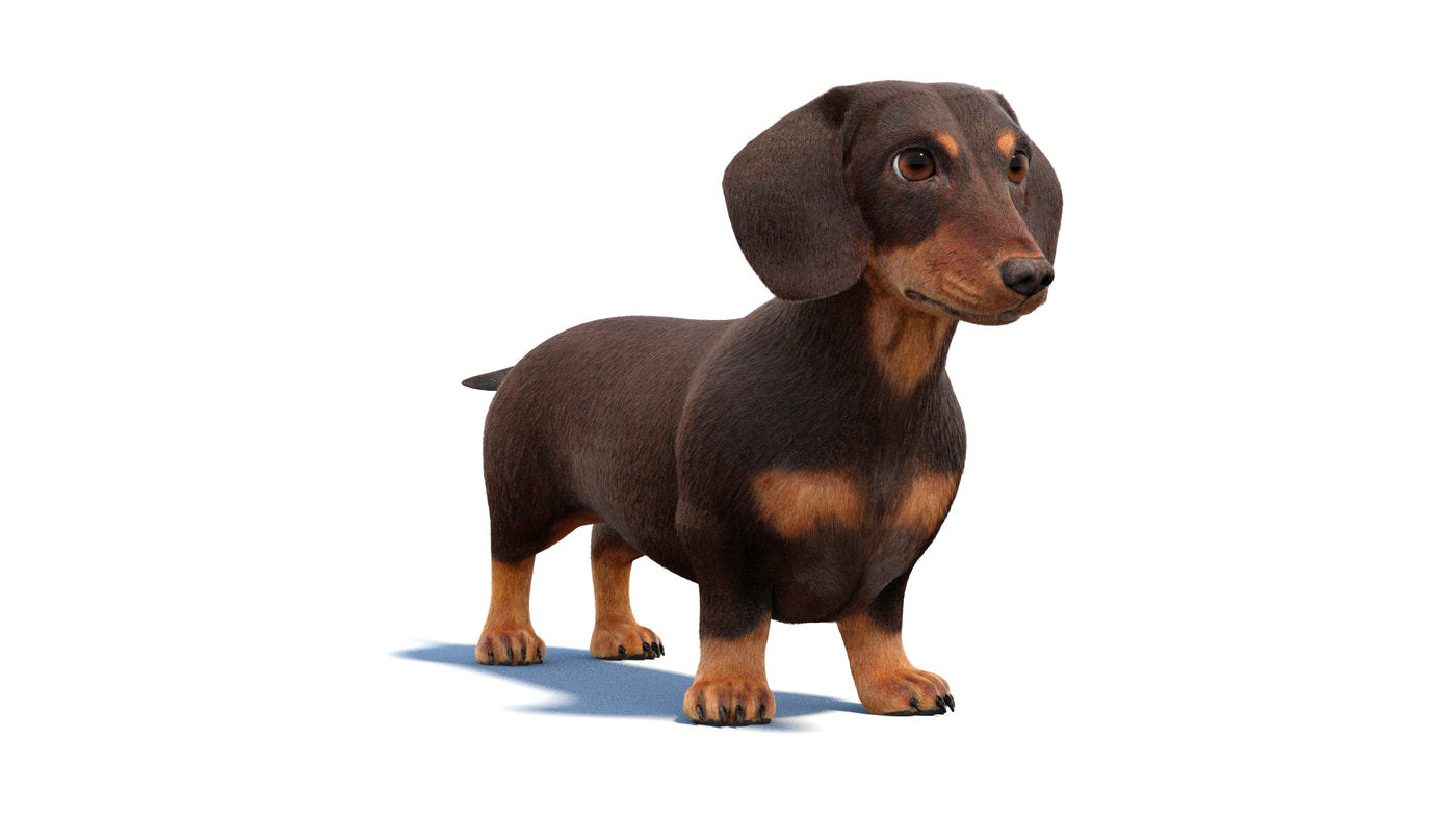Animated Dachshund Dog 3D Model Fur - 360 Degree View