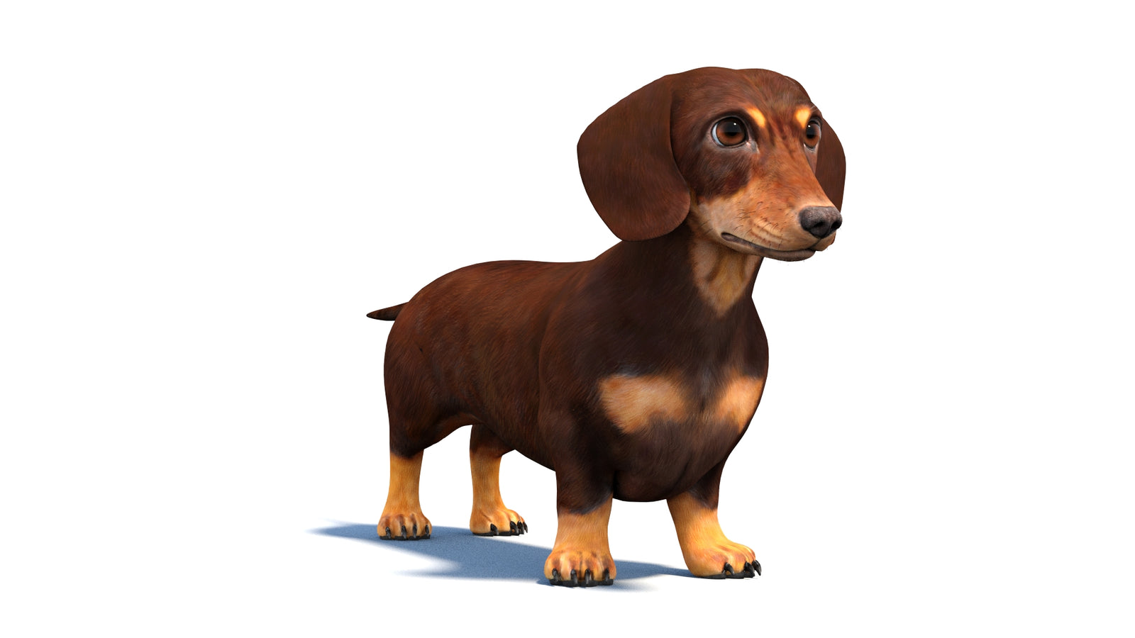 Dachshund Dog 3D Model 360° view 1 frame 36