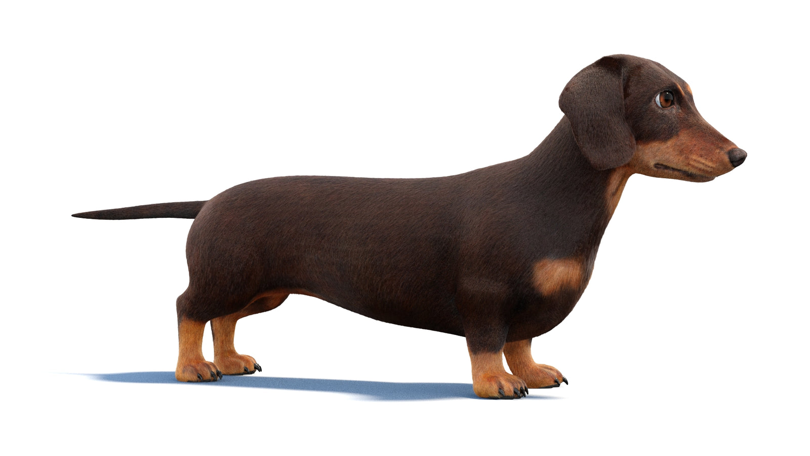 Dachshund Dog 3D Model Fur 360° view 1 frame 4