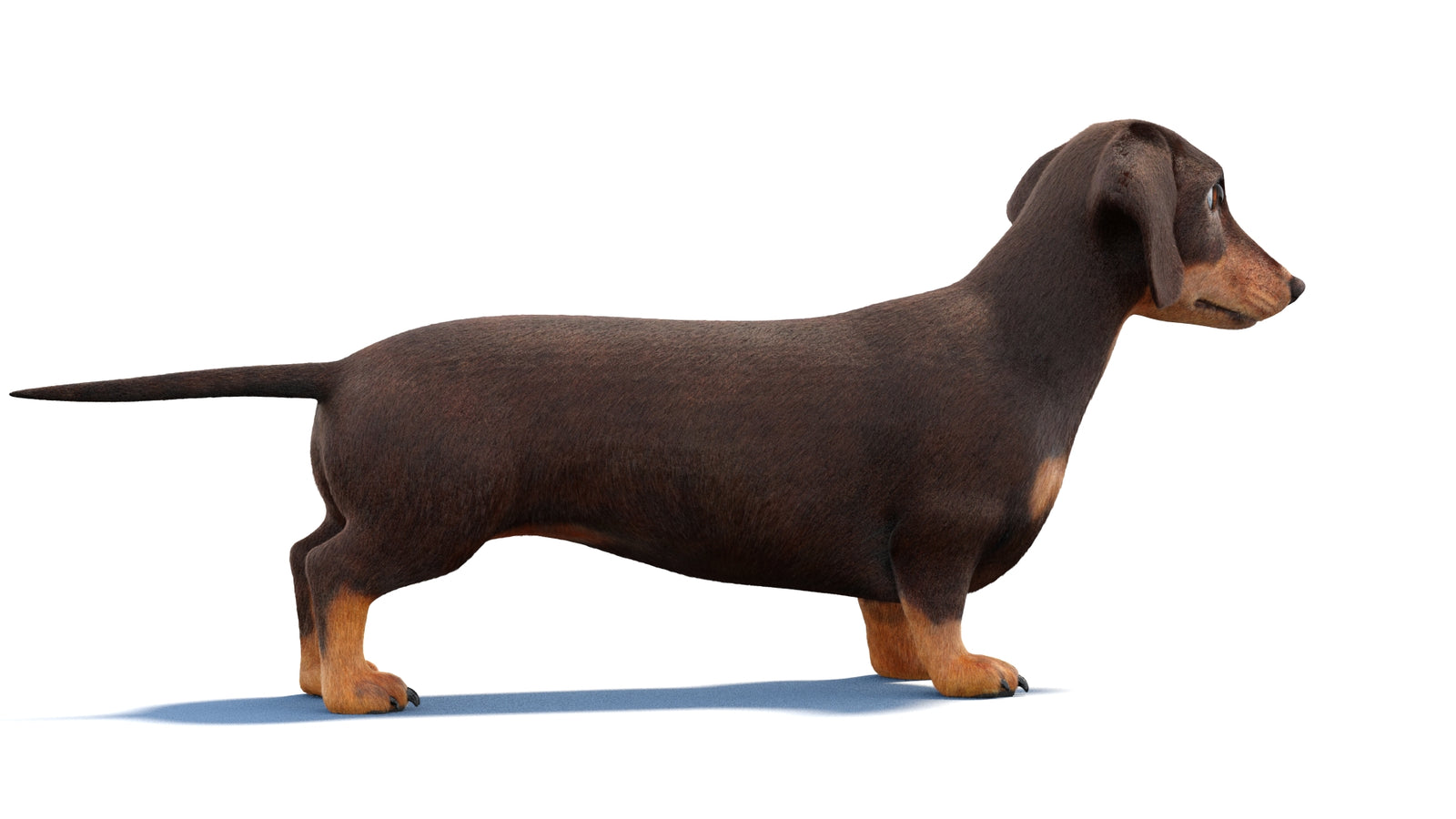 Dachshund Dog 3D Model Fur 360° view 1 frame 8