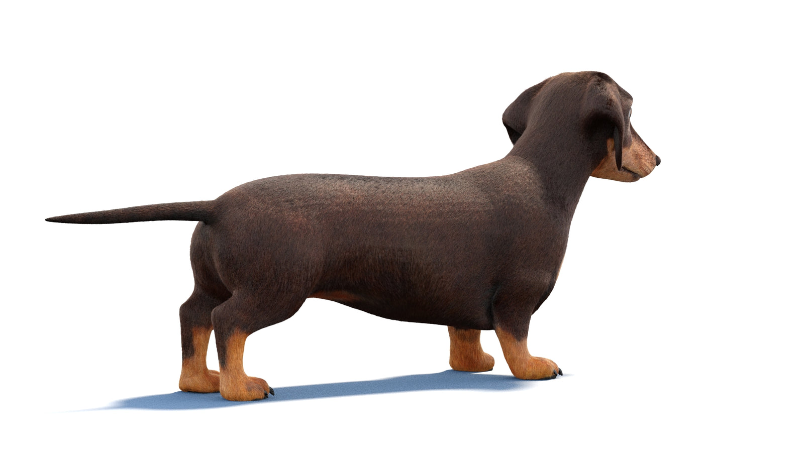 Dachshund Dog 3D Model Fur 360° view 1 frame 10