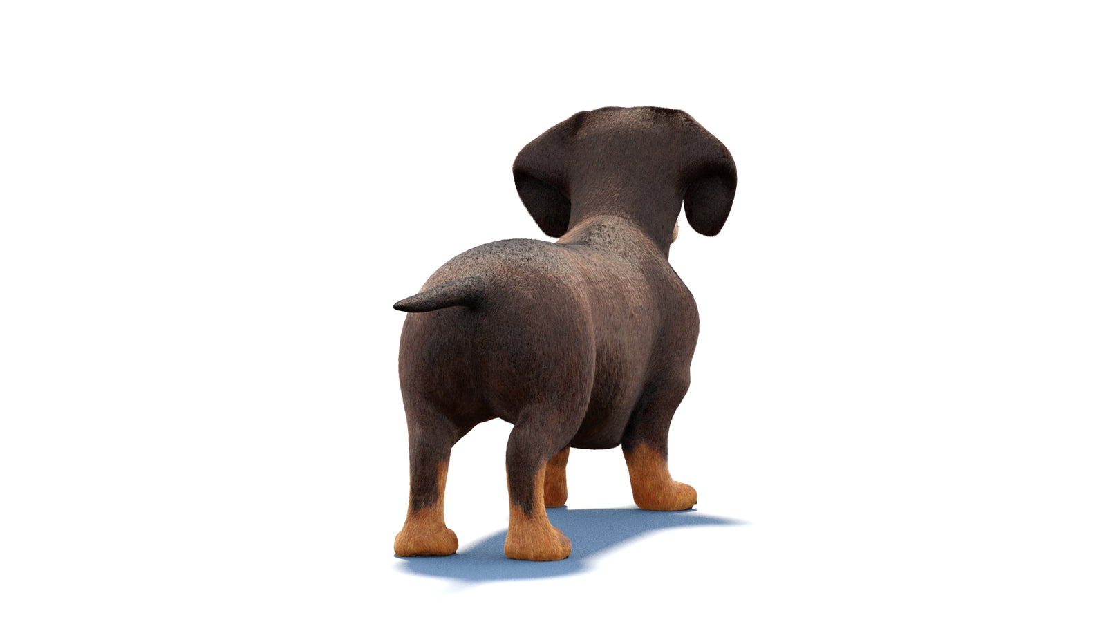 Dachshund Dog 3D Model Fur 360° view 1 frame 14