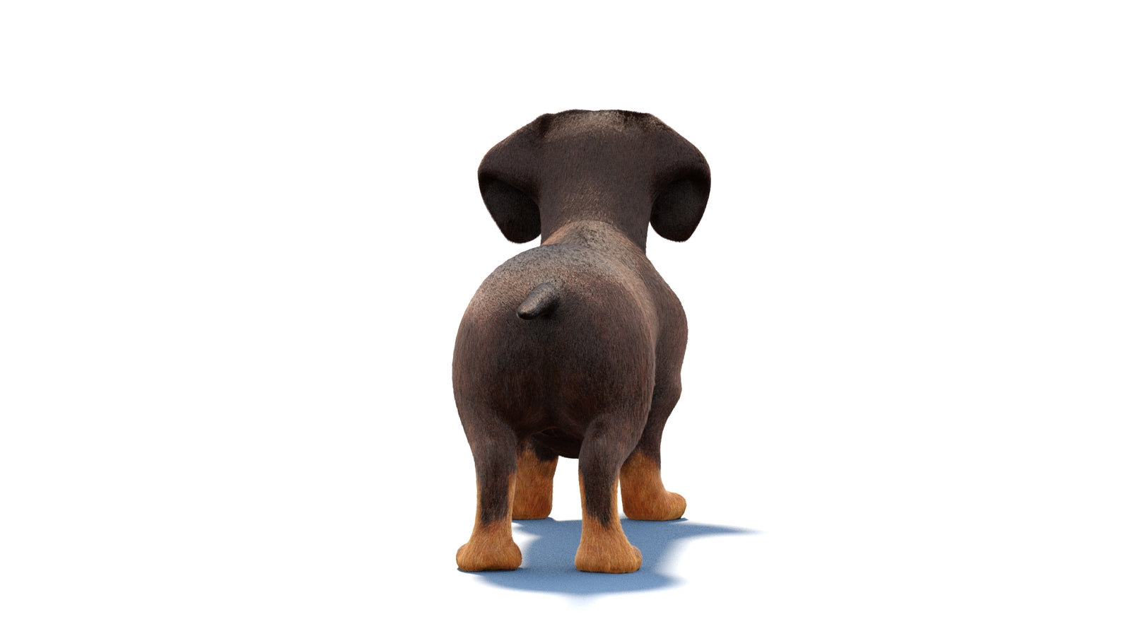 Dachshund Dog 3D Model Fur 360° view 1 frame 15
