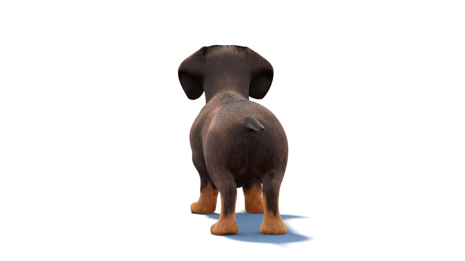 Dachshund Dog 3D Model Fur 360° view 1 frame 16