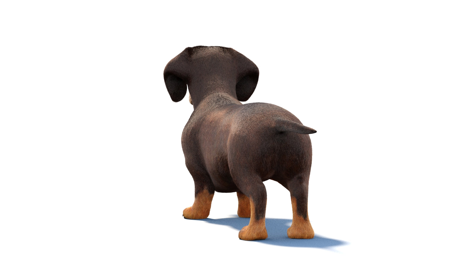 Dachshund Dog 3D Model Fur 360° view 1 frame 17