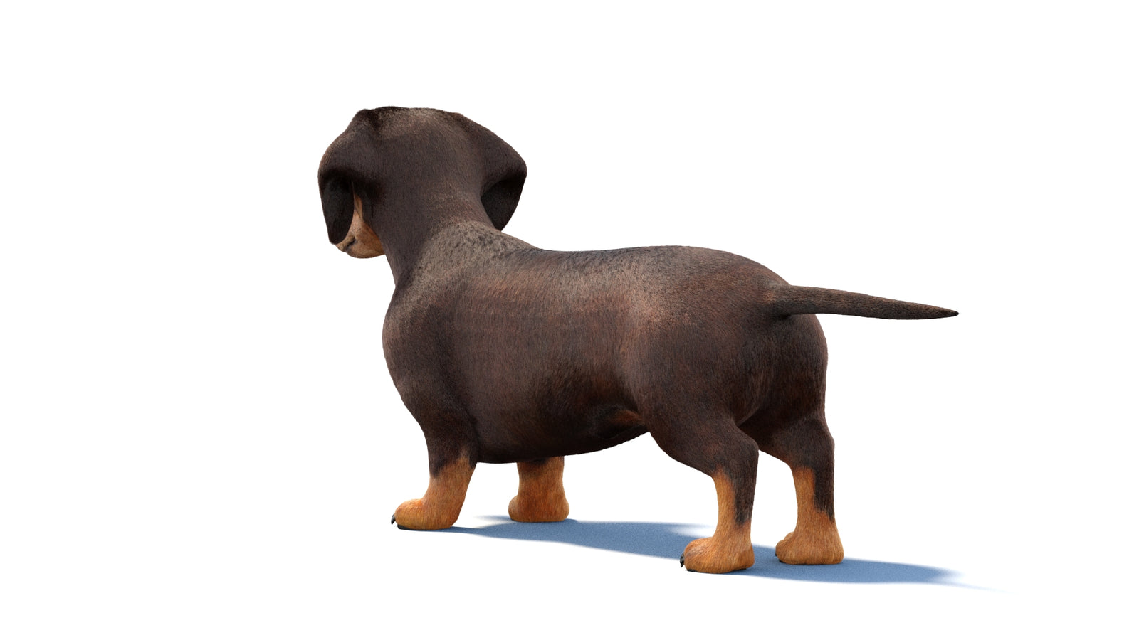 Dachshund Dog 3D Model Fur 360° view 1 frame 19
