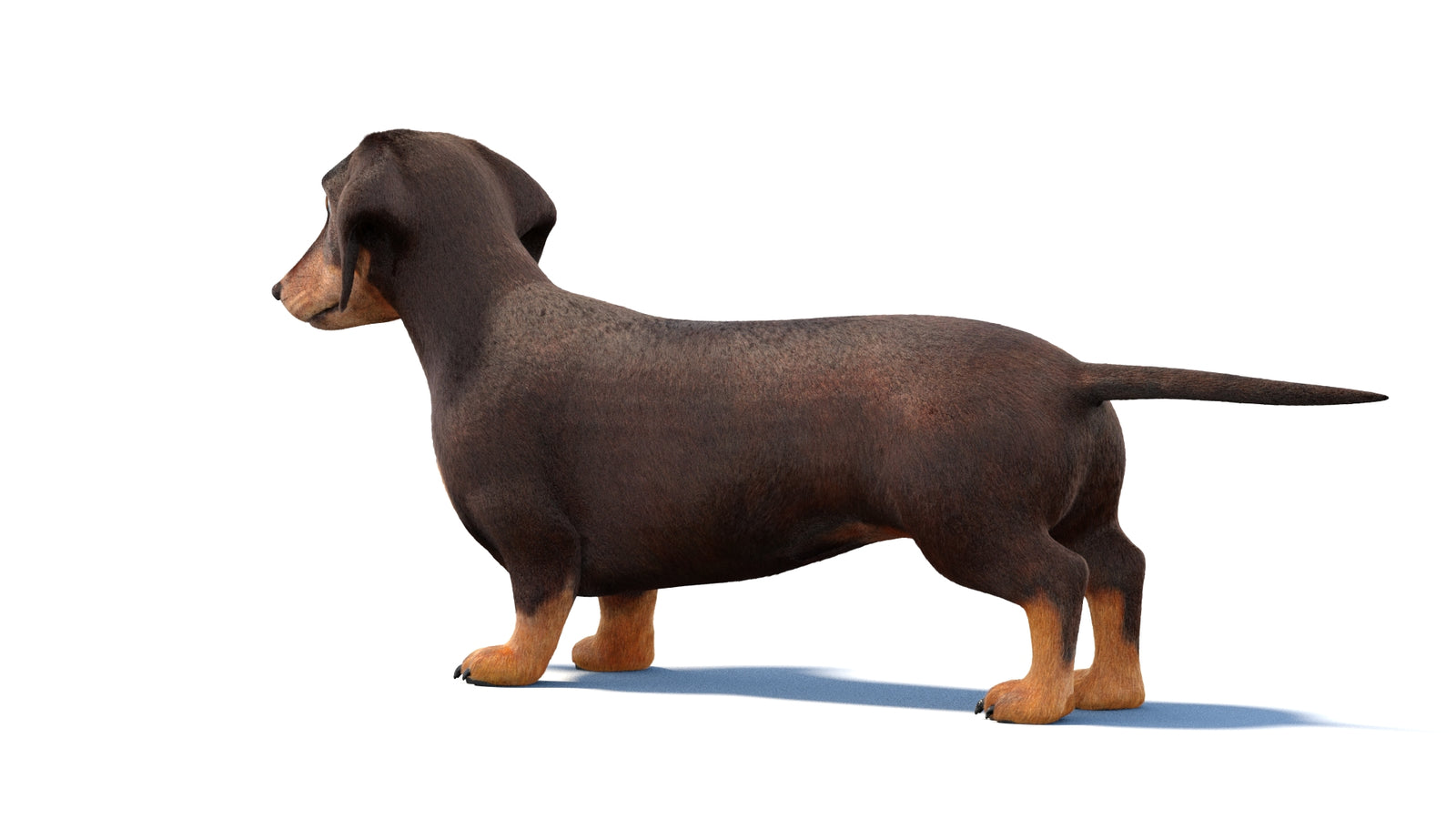 Dachshund Dog 3D Model Fur 360° view 1 frame 21