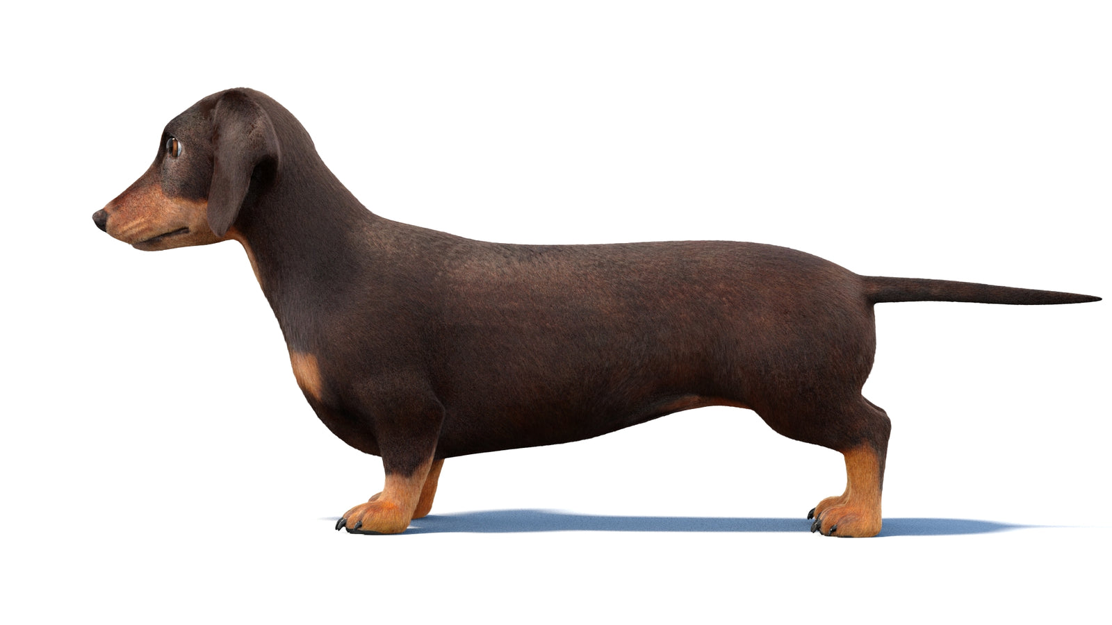 Dachshund Dog 3D Model Fur 360° view 1 frame 24