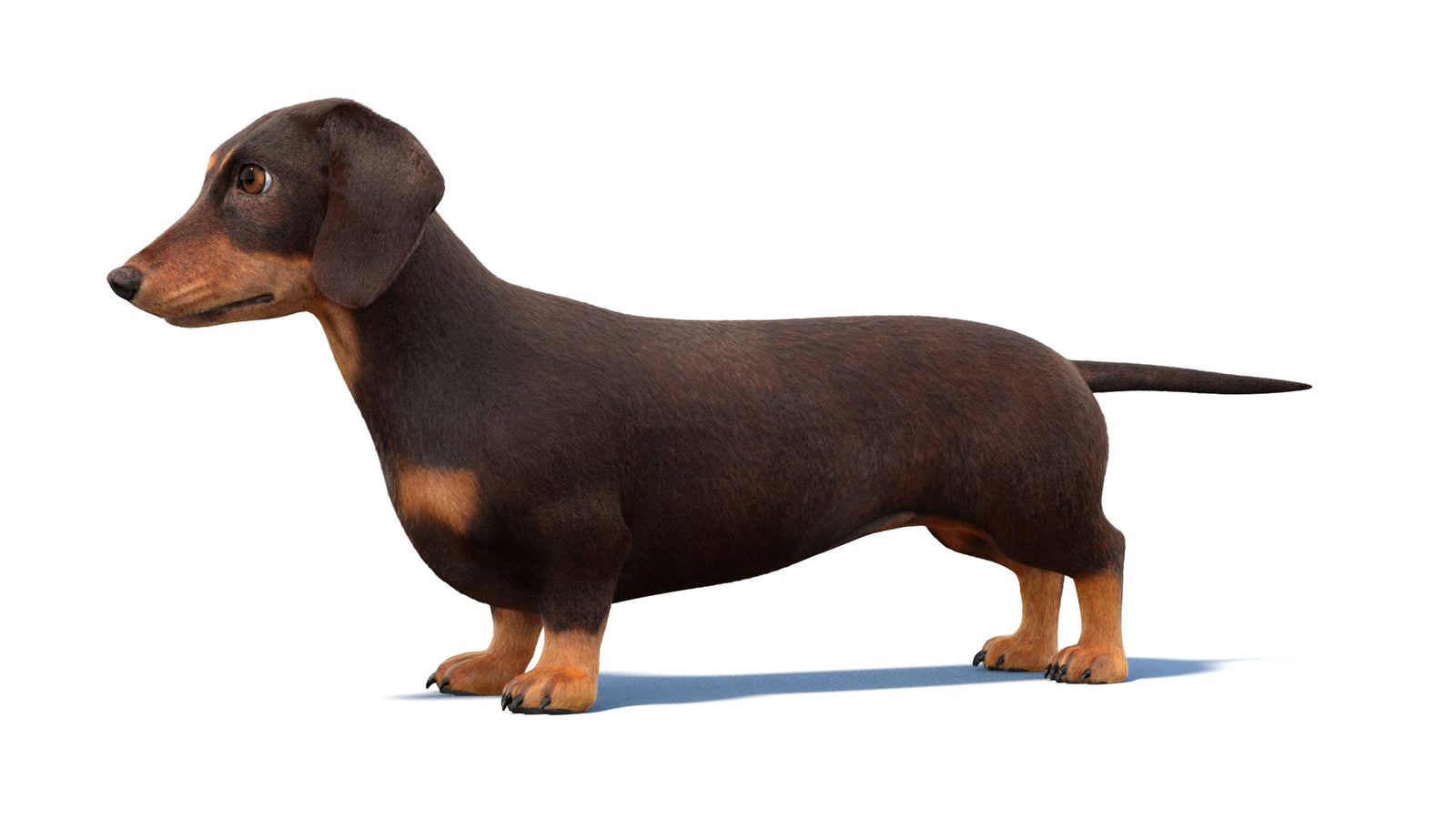 Dachshund Dog 3D Model Fur 360° view 1 frame 27