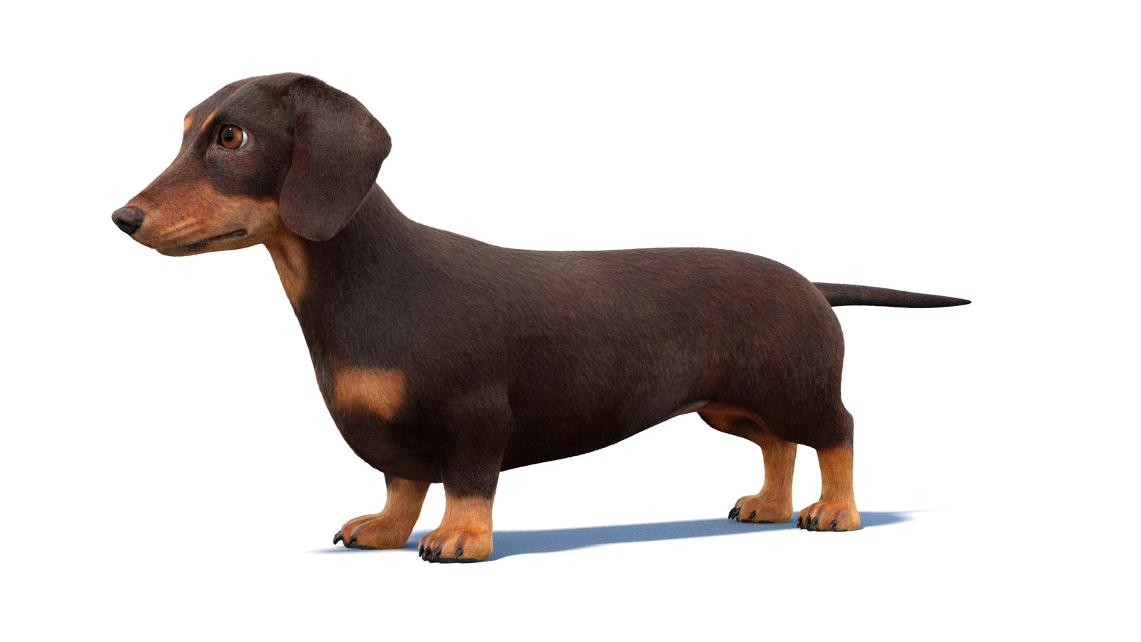 Dachshund Dog 3D Model Fur 360° view 1 frame 28