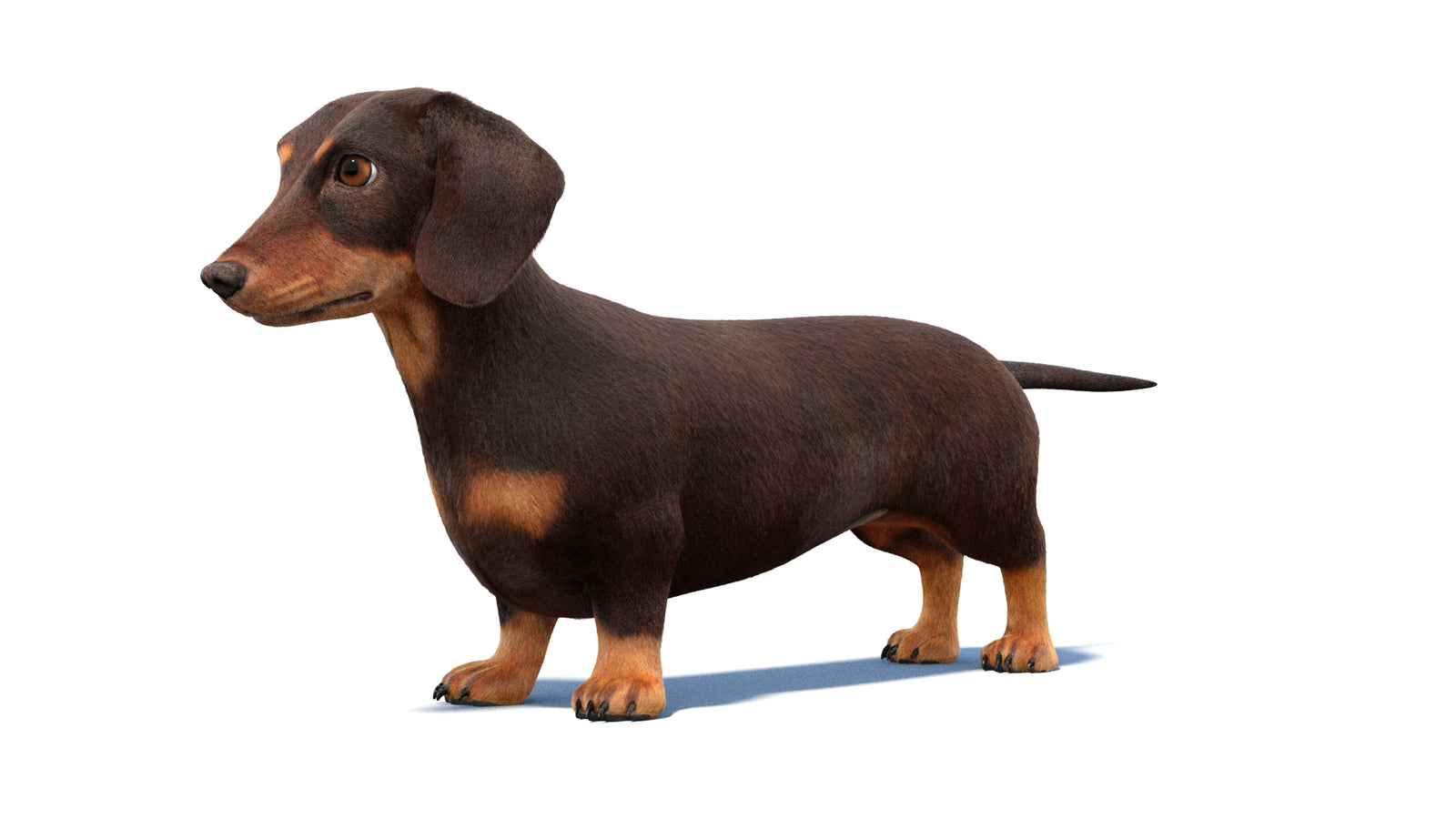 Dachshund Dog 3D Model Fur 360° view 1 frame 29