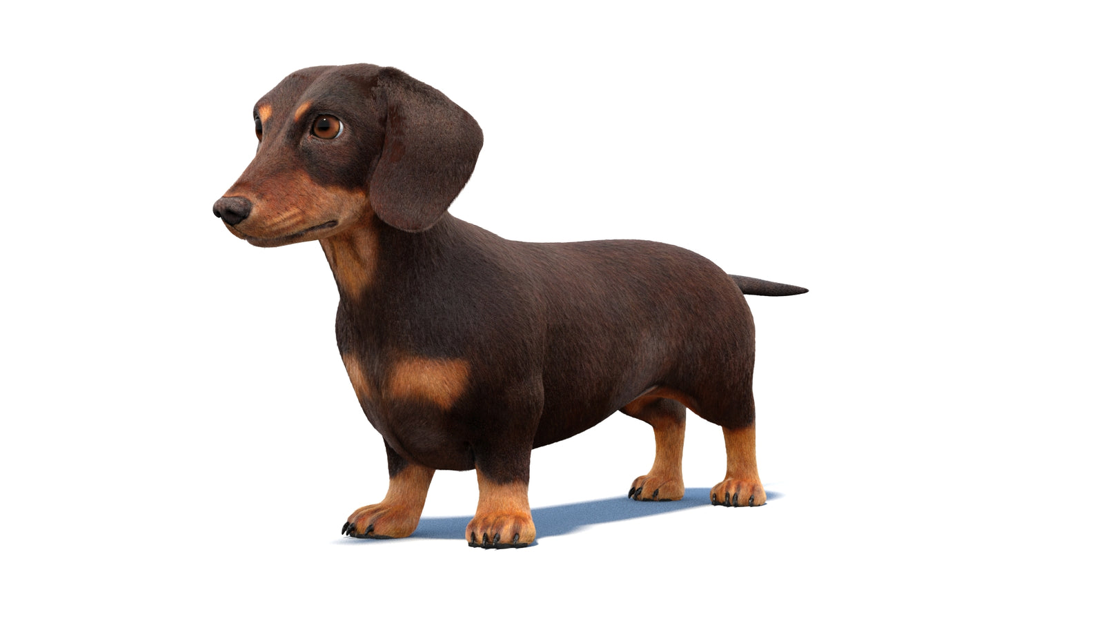 Dachshund Dog 3D Model Fur 360° view 1 frame 30