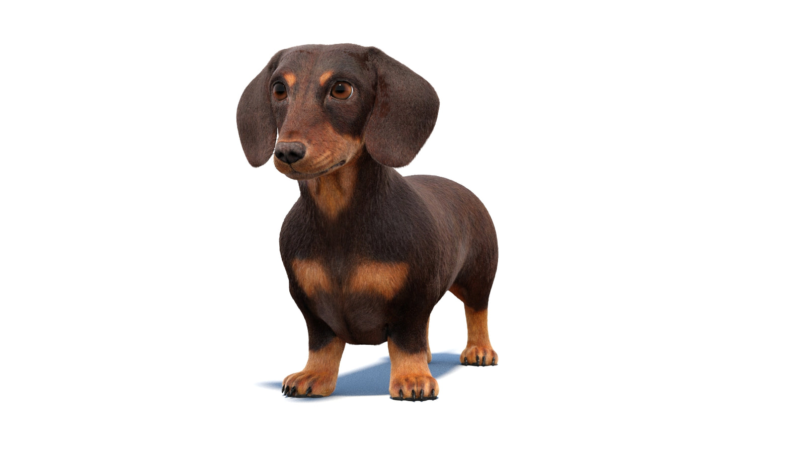 Dachshund Dog 3D Model Fur 360° view 1 frame 32