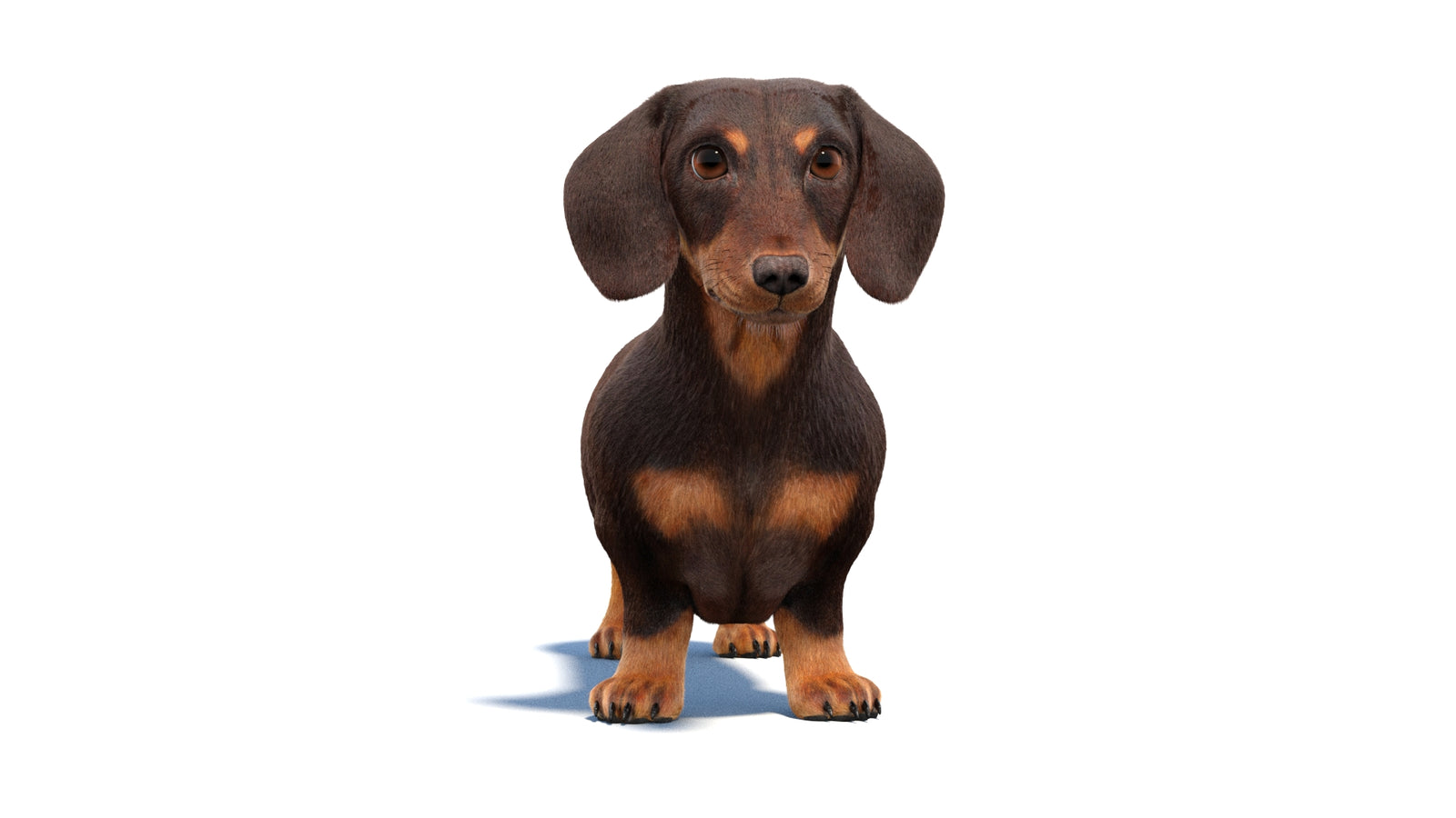 Dachshund Dog 3D Model Fur 360° view 1 frame 34