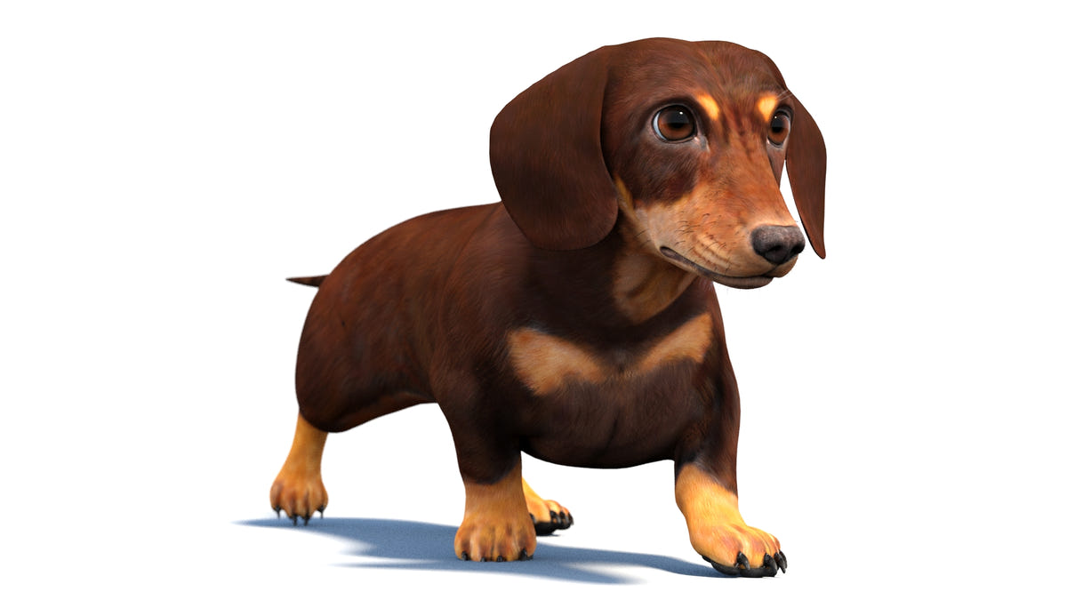 Animated Dachshund Dog 3D Model - Game-Ready - 360 Degree View