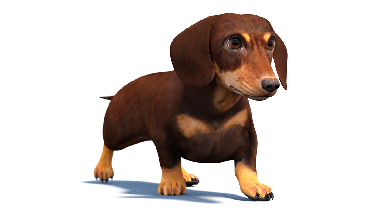 Animated Dachshund Dog 3D Model - 360 Degree View